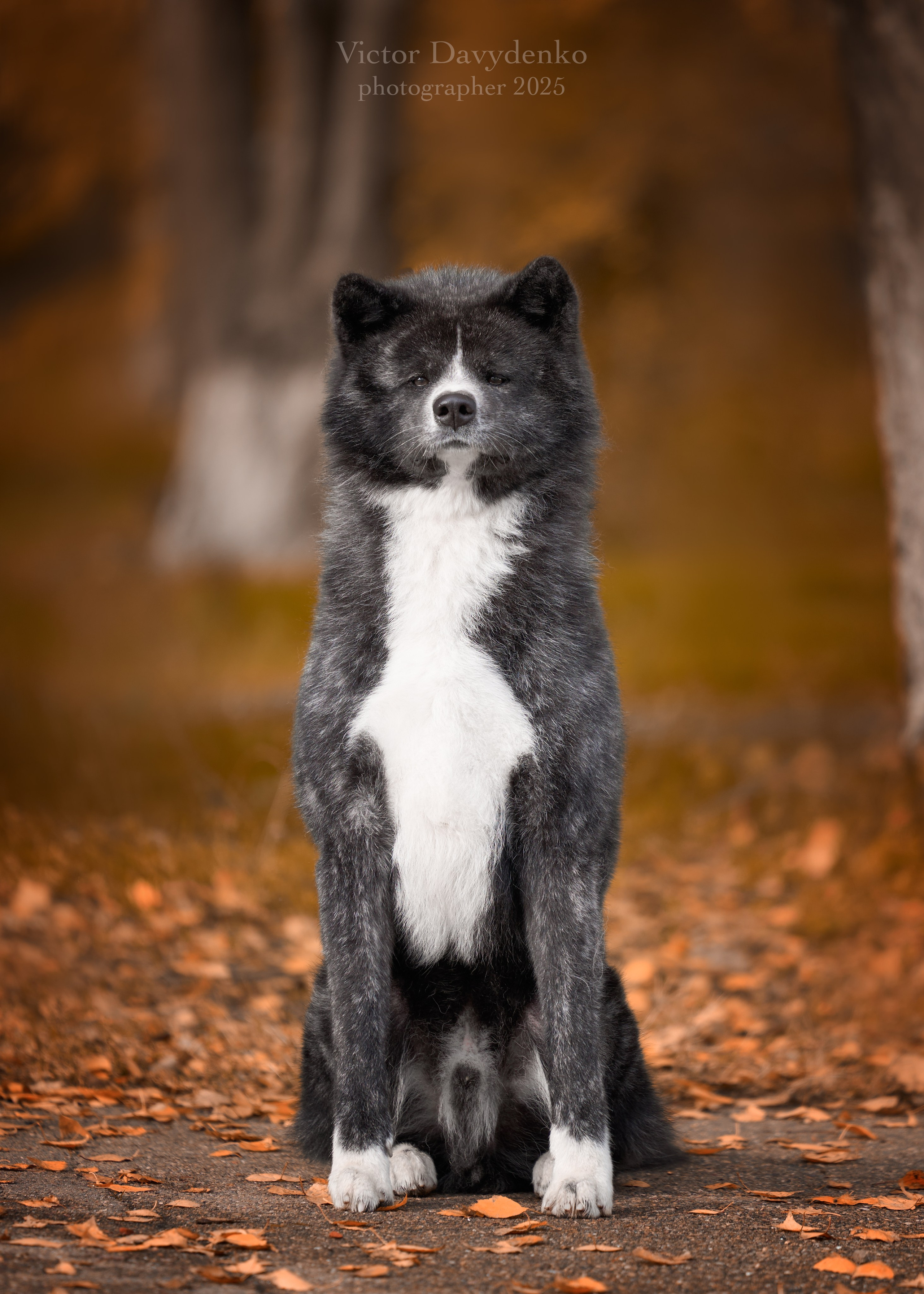 фотосессия собак краснодар выставка собак фотограф анималист сочи акита