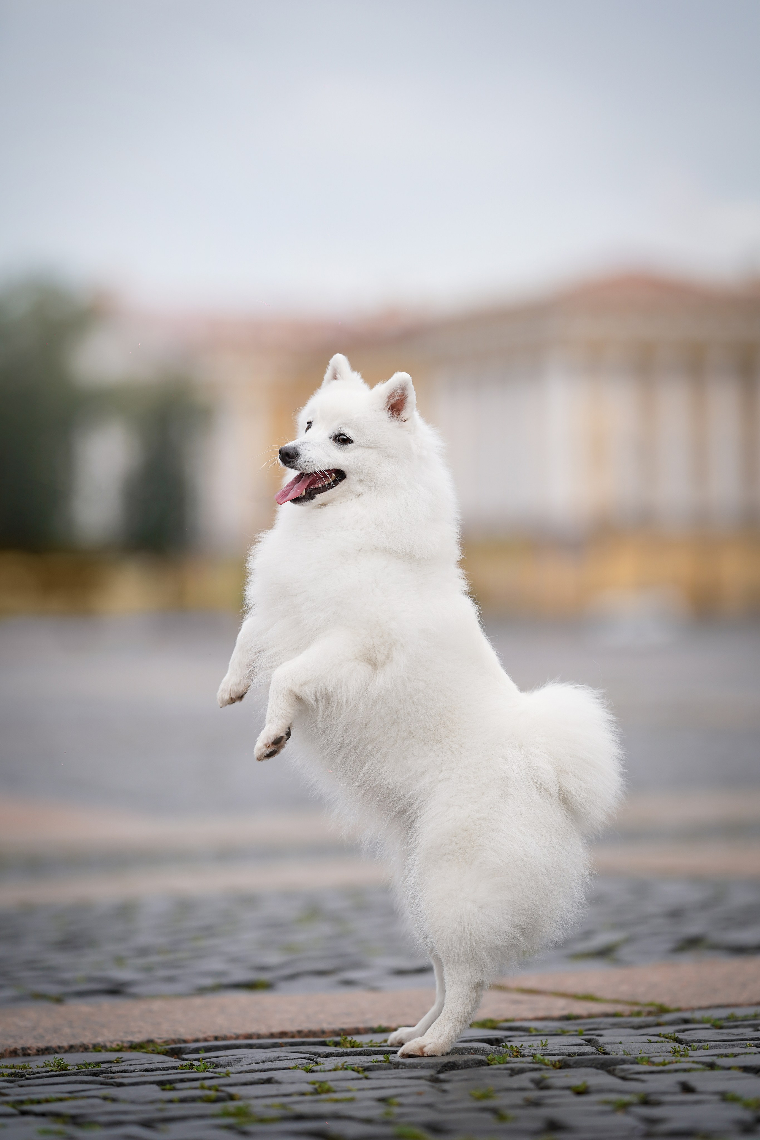 Саша Моня Вик и Гати. Фотограф-анималист в Санкт-Петербурге Яна Мартынова