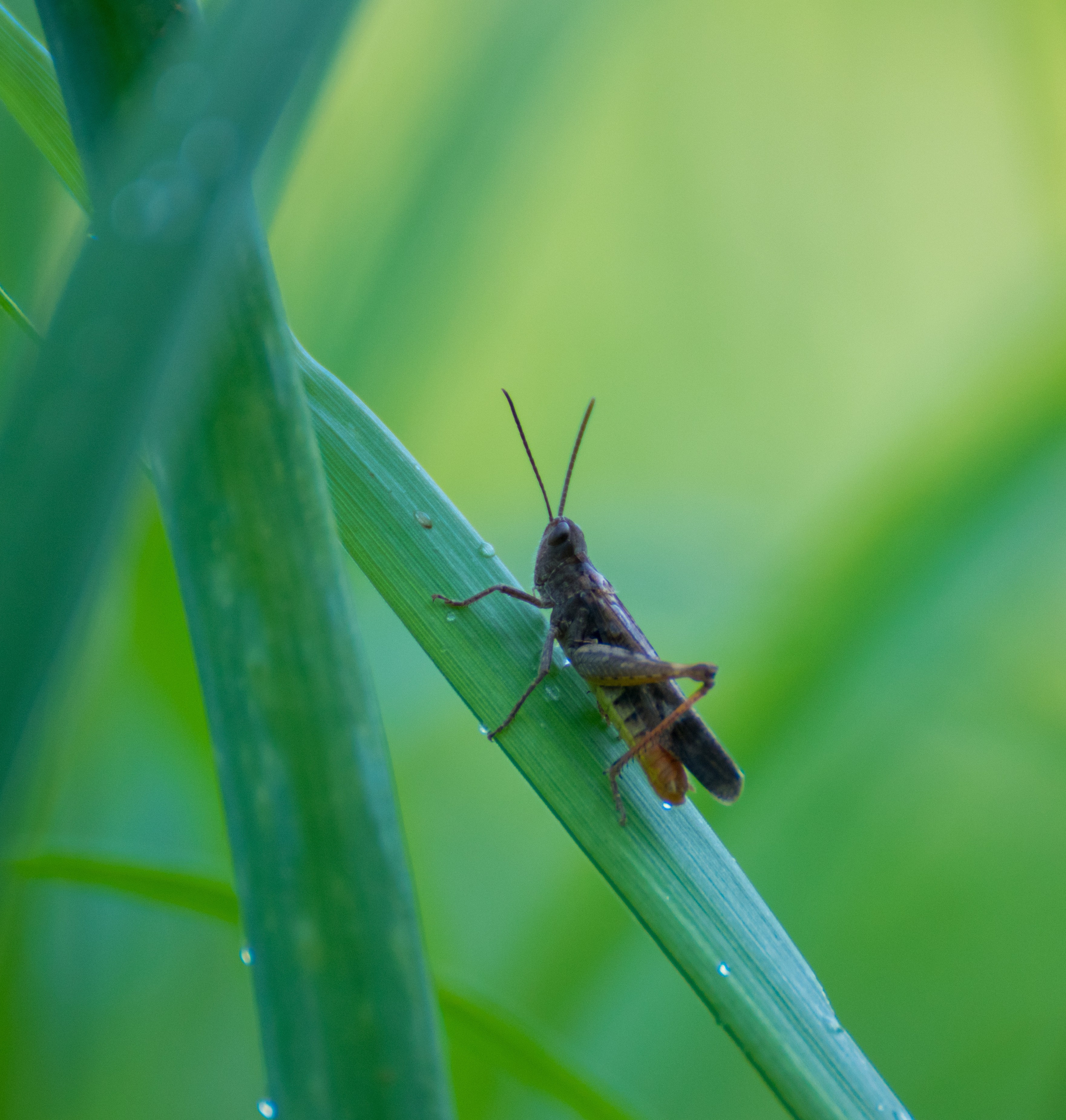 Насекомые. Фотограф Вадим Хмурковский