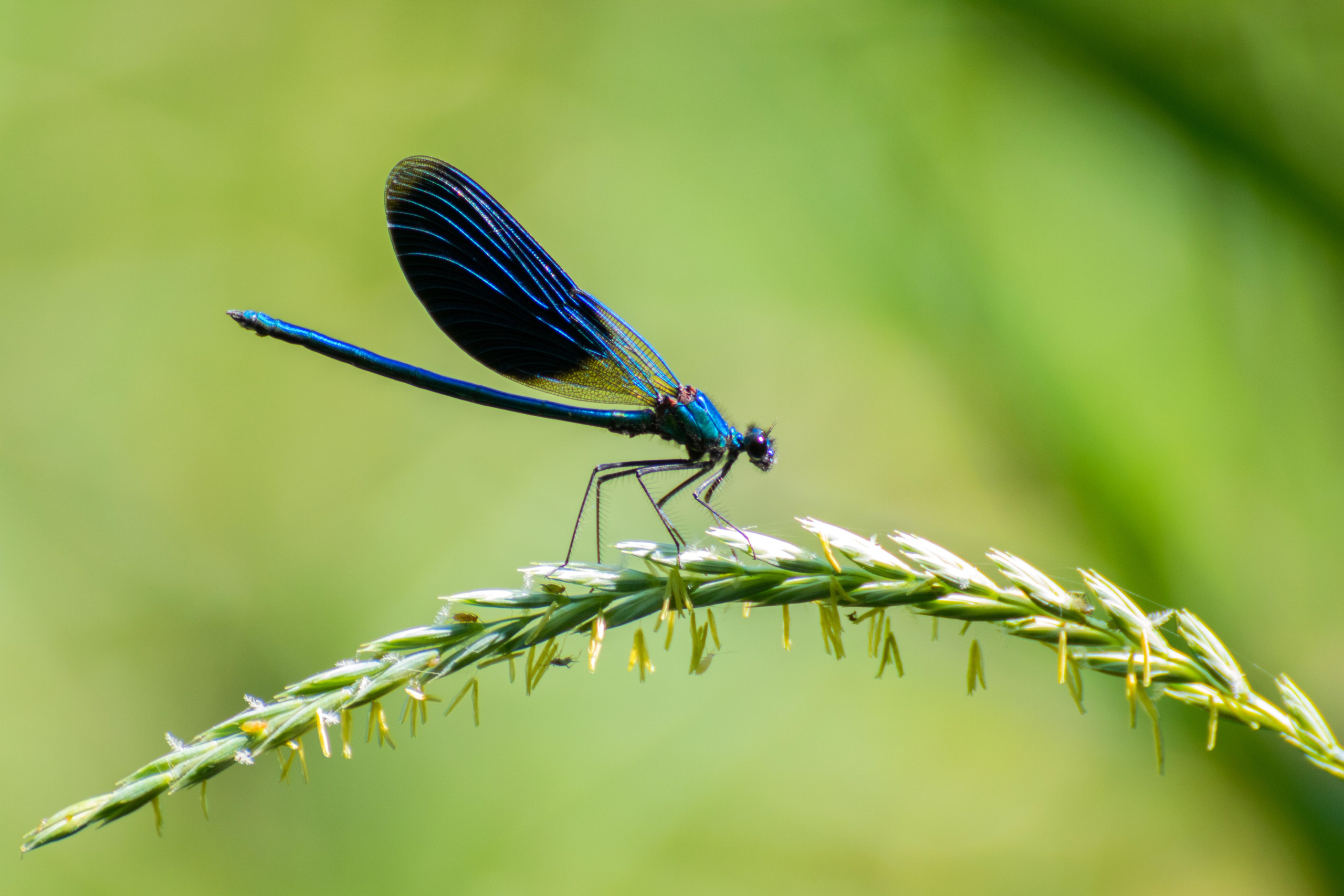 Насекомые. Фотограф Вадим Хмурковский