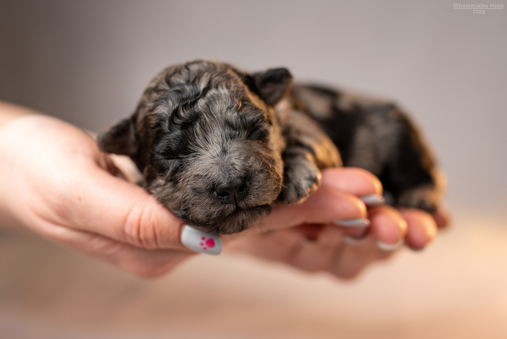 Ньюборн фотосессия щенков. Фотограф собак в Москве и Московской области Иванушкина Мария
