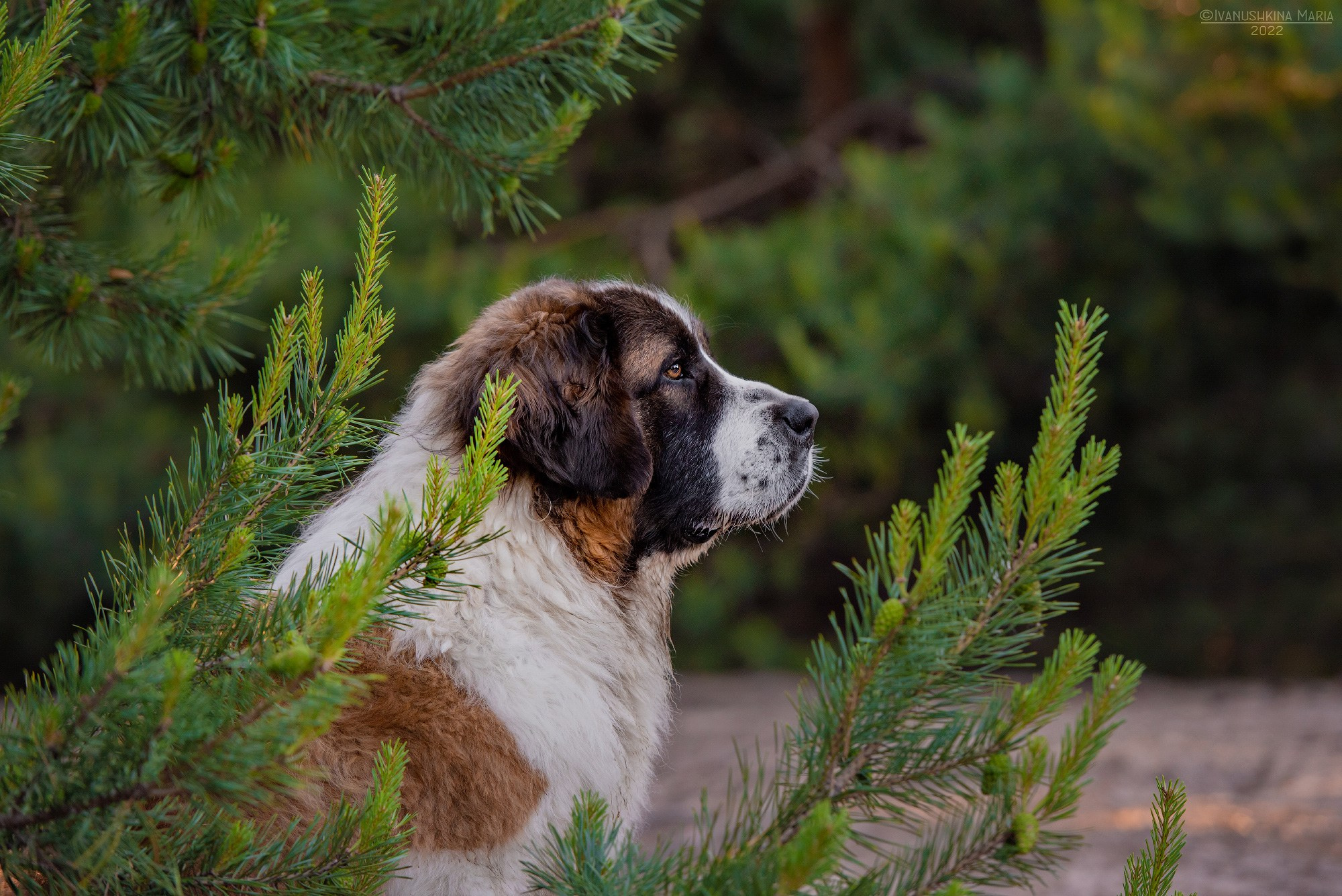 московская сторожевая