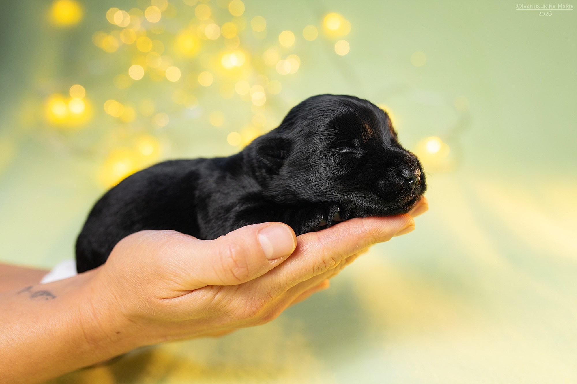 Ньюборн фотосессия щенков. Фотограф собак в Москве и Московской области Иванушкина Мария
