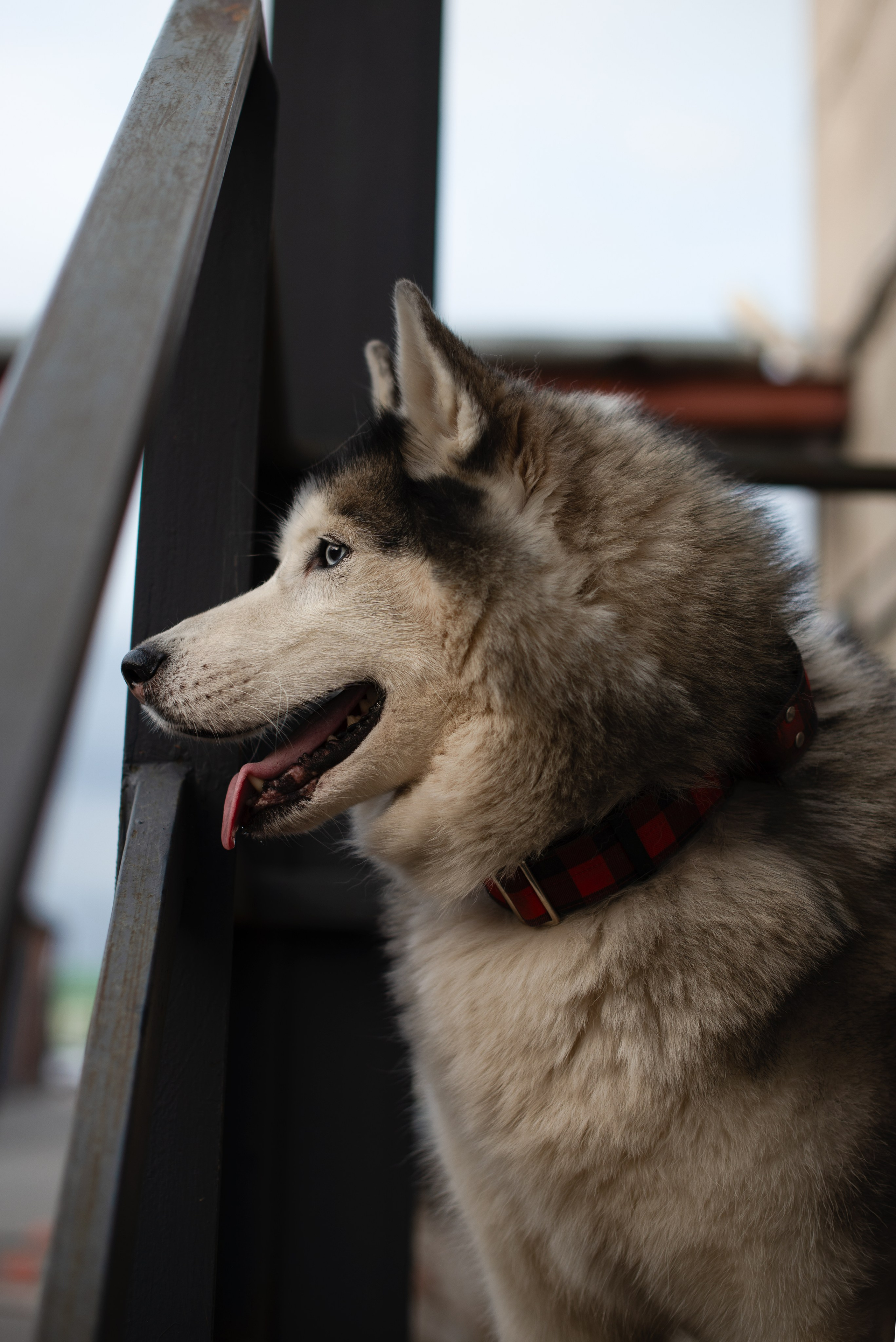Прогулочная фотосессия Александр и Хан. Творческий фотограф Вологда
