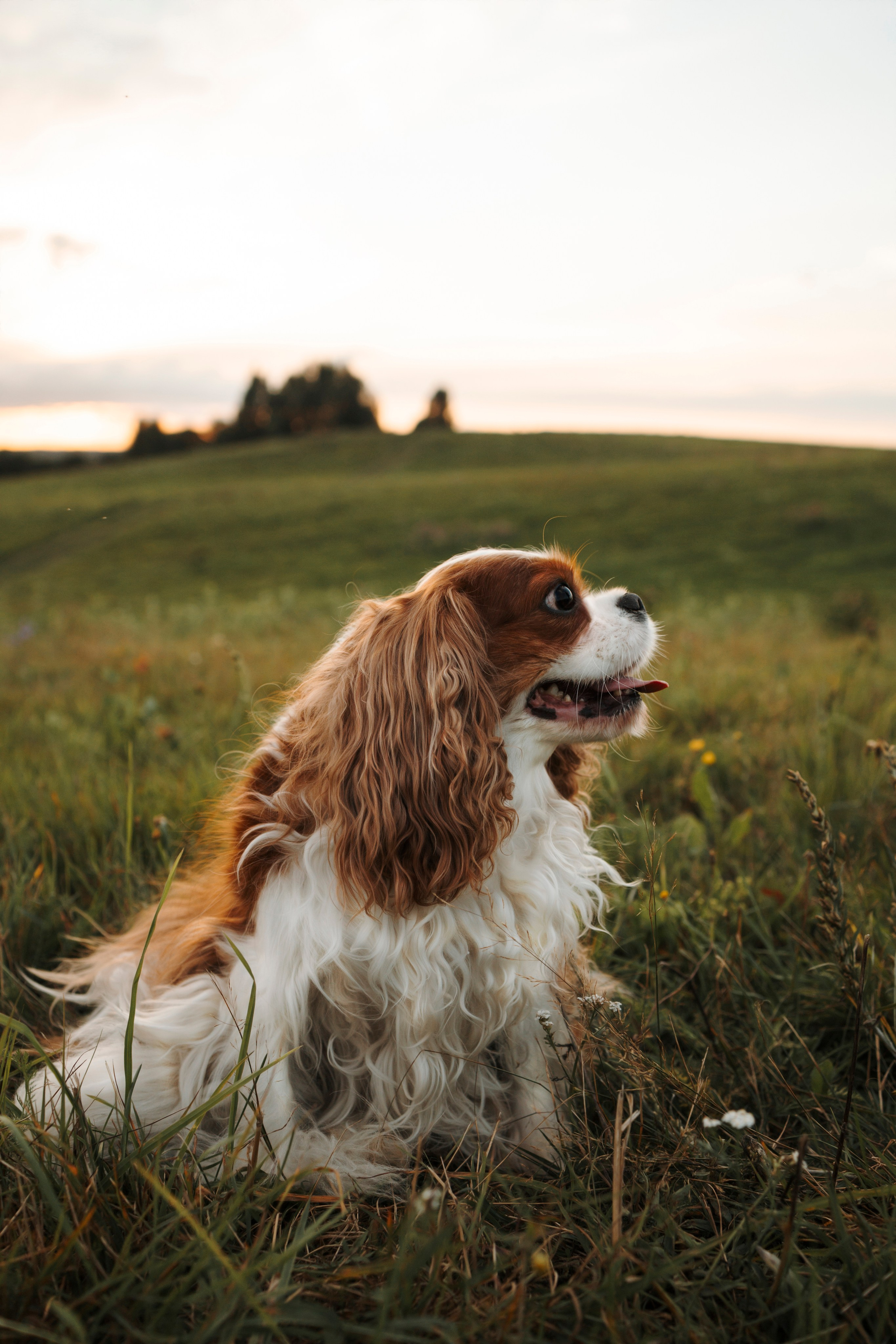 На закате Катерина, Луна и Рикки. Фотограф-анималист в Санкт-Петеребурге Титова Алиса