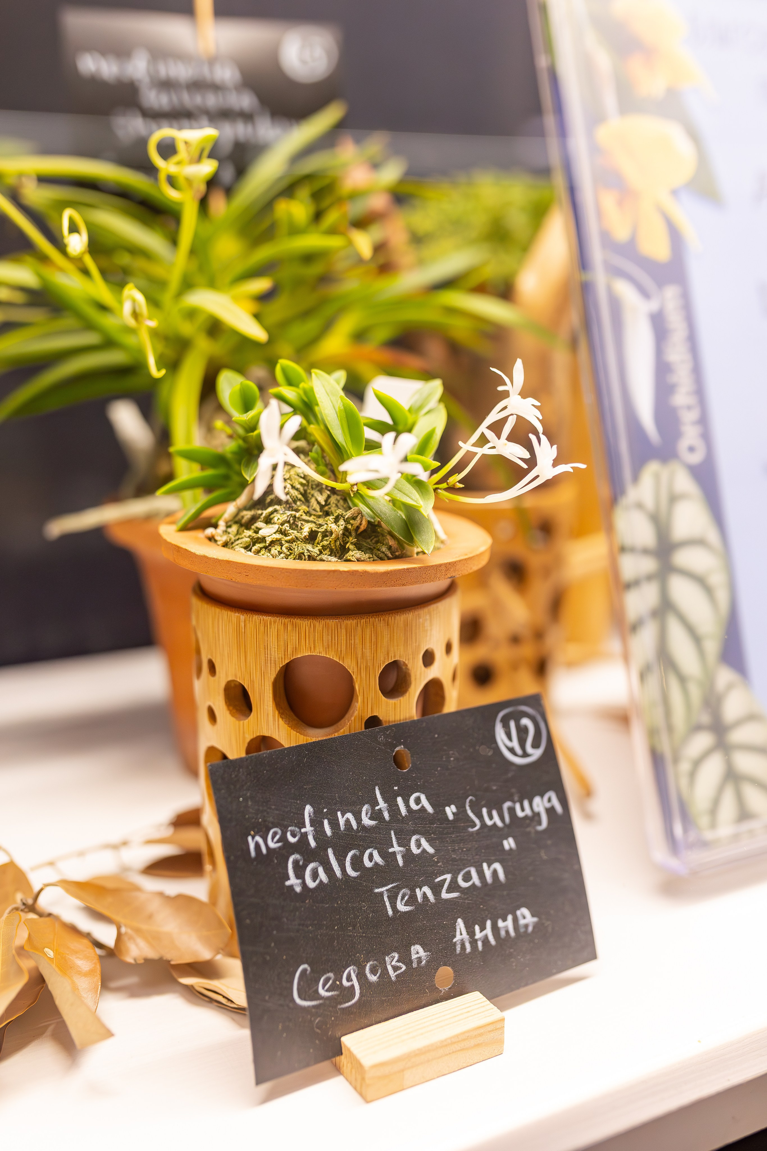 Орхидиум сентябрь 2025. Александра Куликова фотограф, Москва