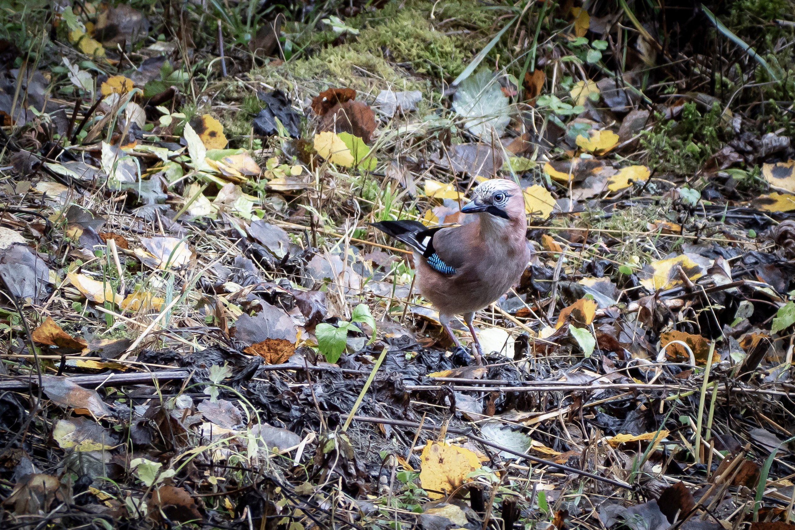 Фотоохота. Вижу