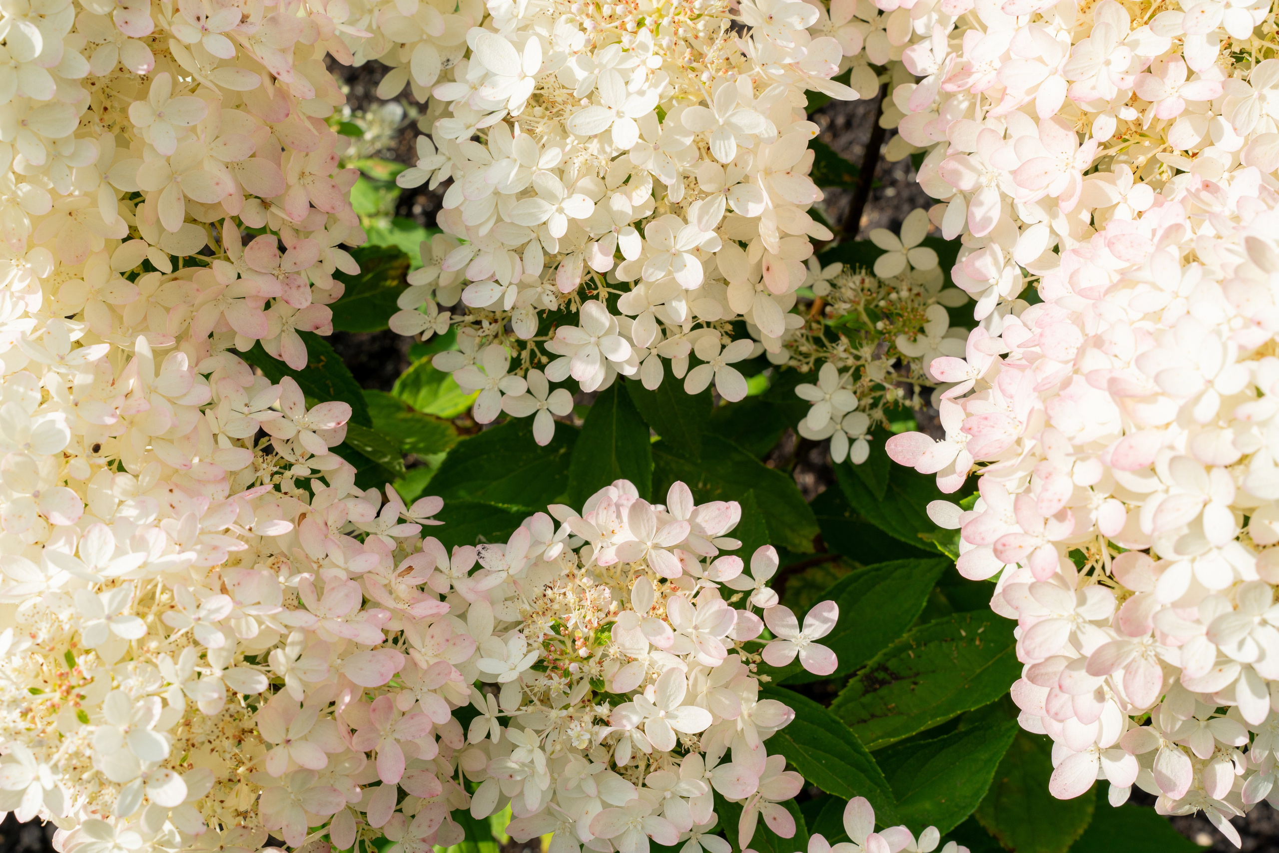 АЛЕКСЕЙ И АЛИНА. Фотограф на любое мероприятие