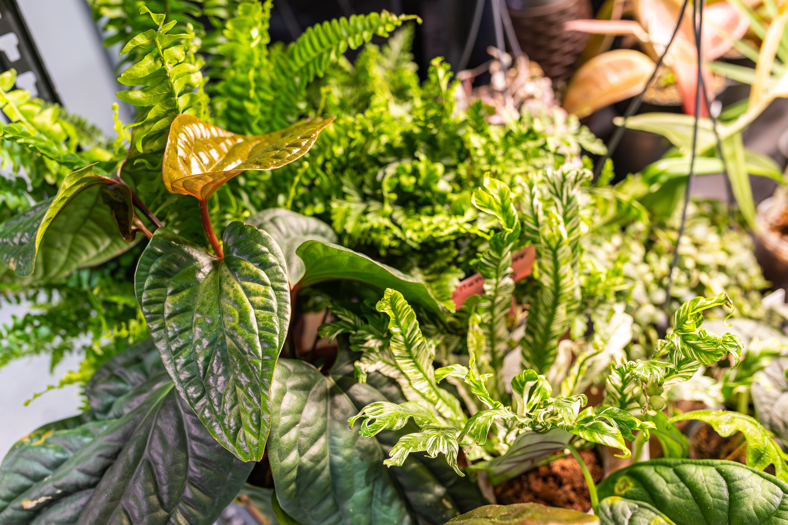 Монстериум апрель 2026. Александра Куликова фотограф, Москва