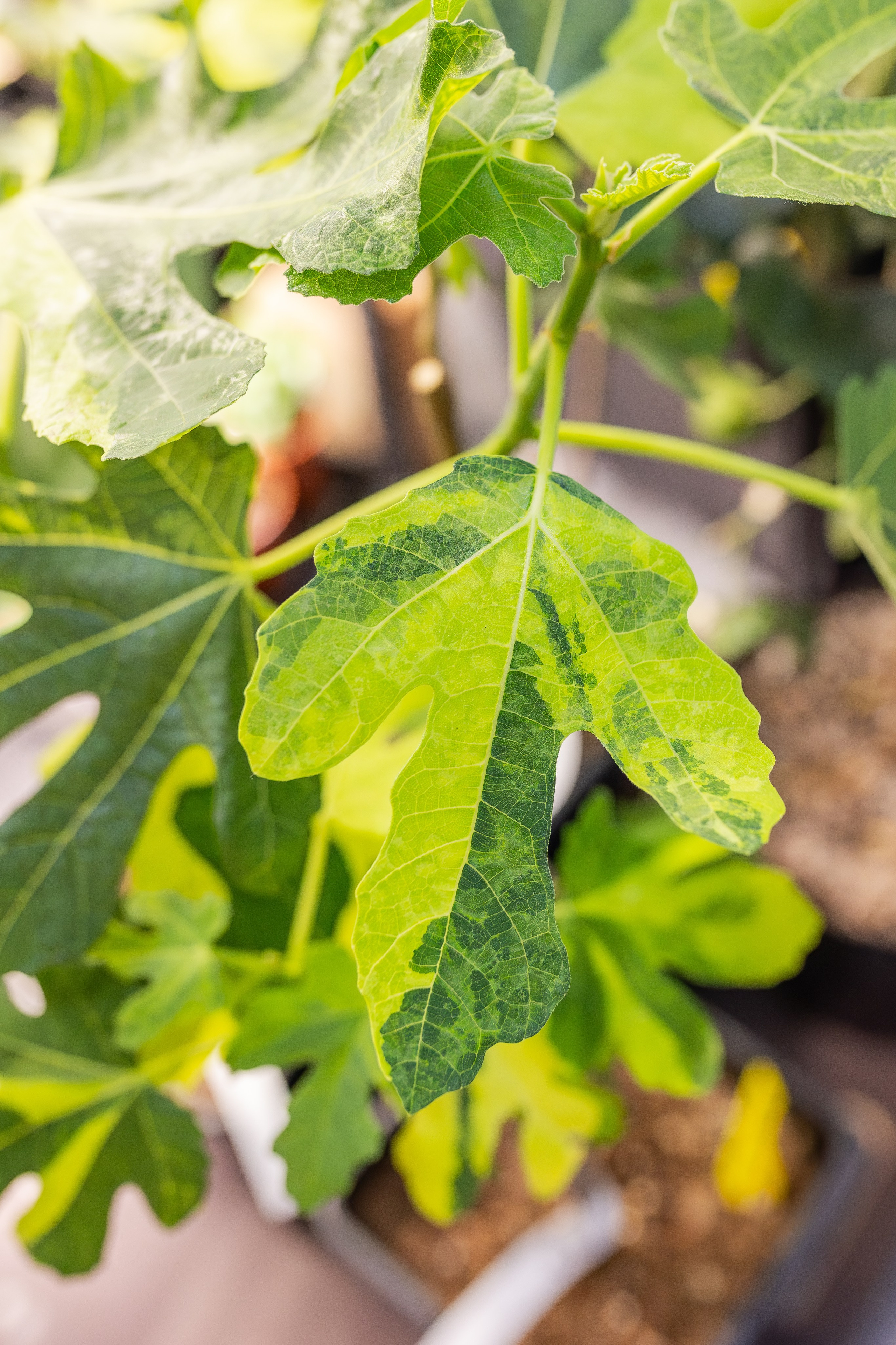 Монстериум апрель 2026. Александра Куликова фотограф, Москва