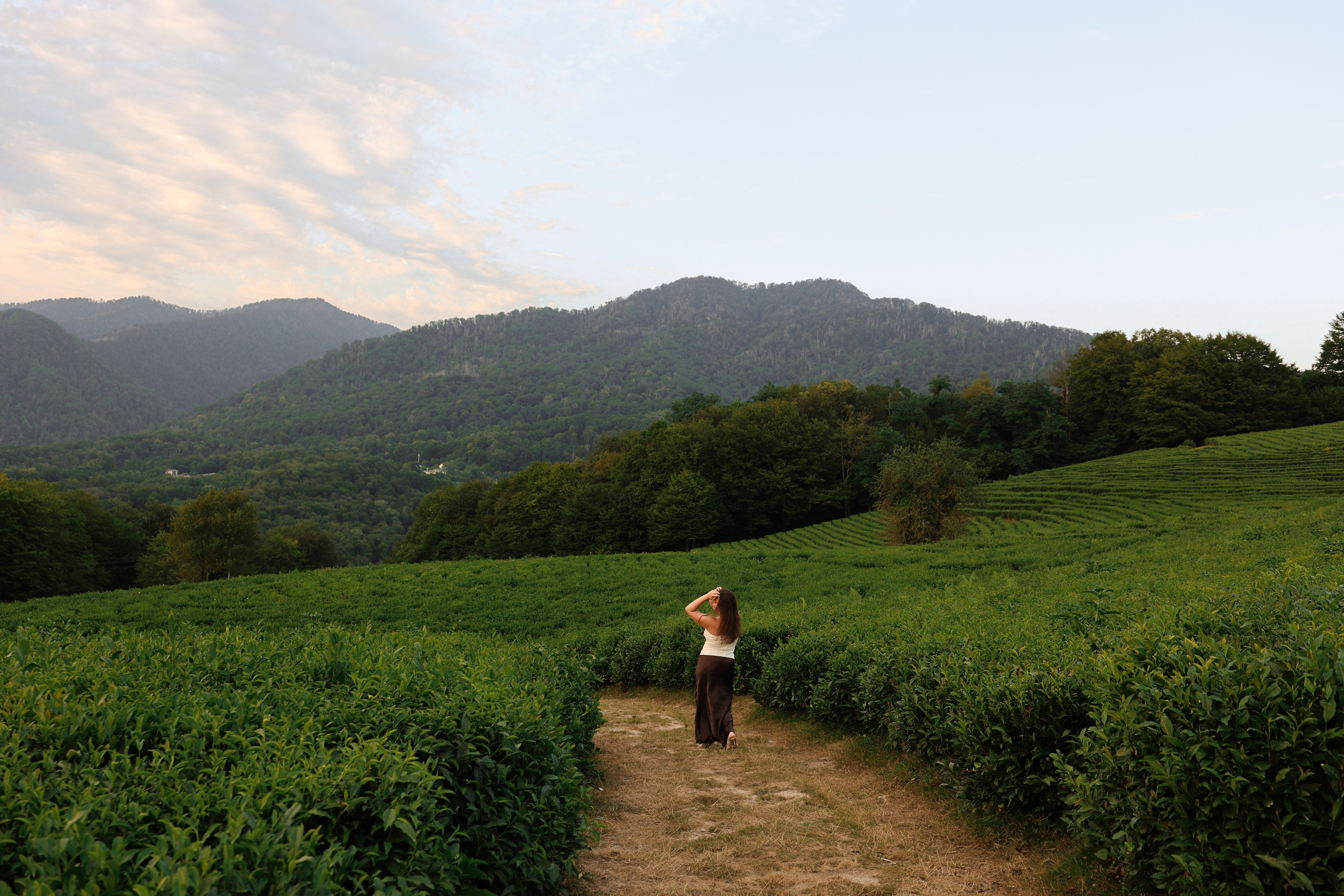 ЧАЙНЫЕ ПЛАНТАЦИИ. Фотограф Москва Оля Олбимак