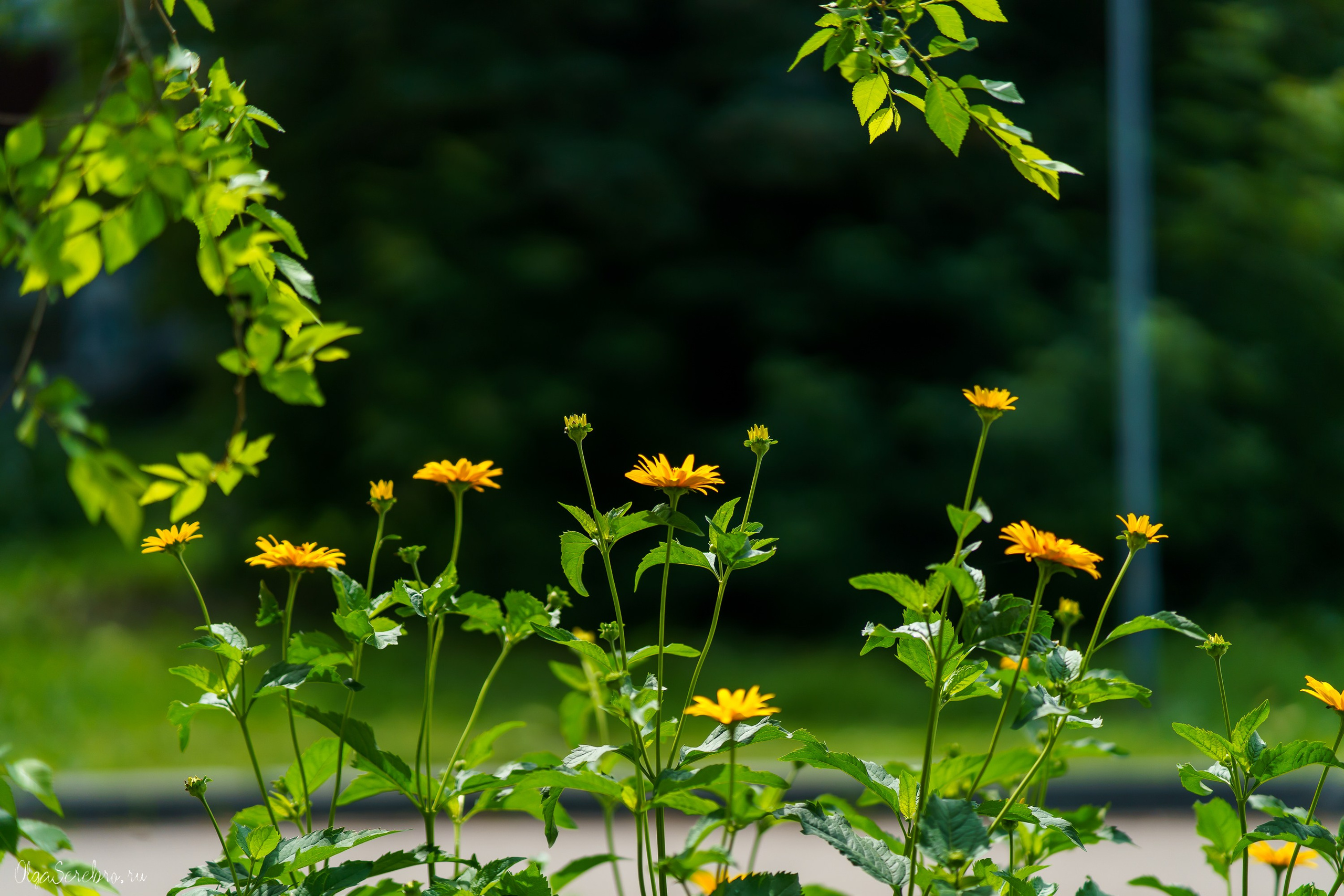 Клумба на Черкасской. Фотограф Челябинск · Ольга Серебрякова