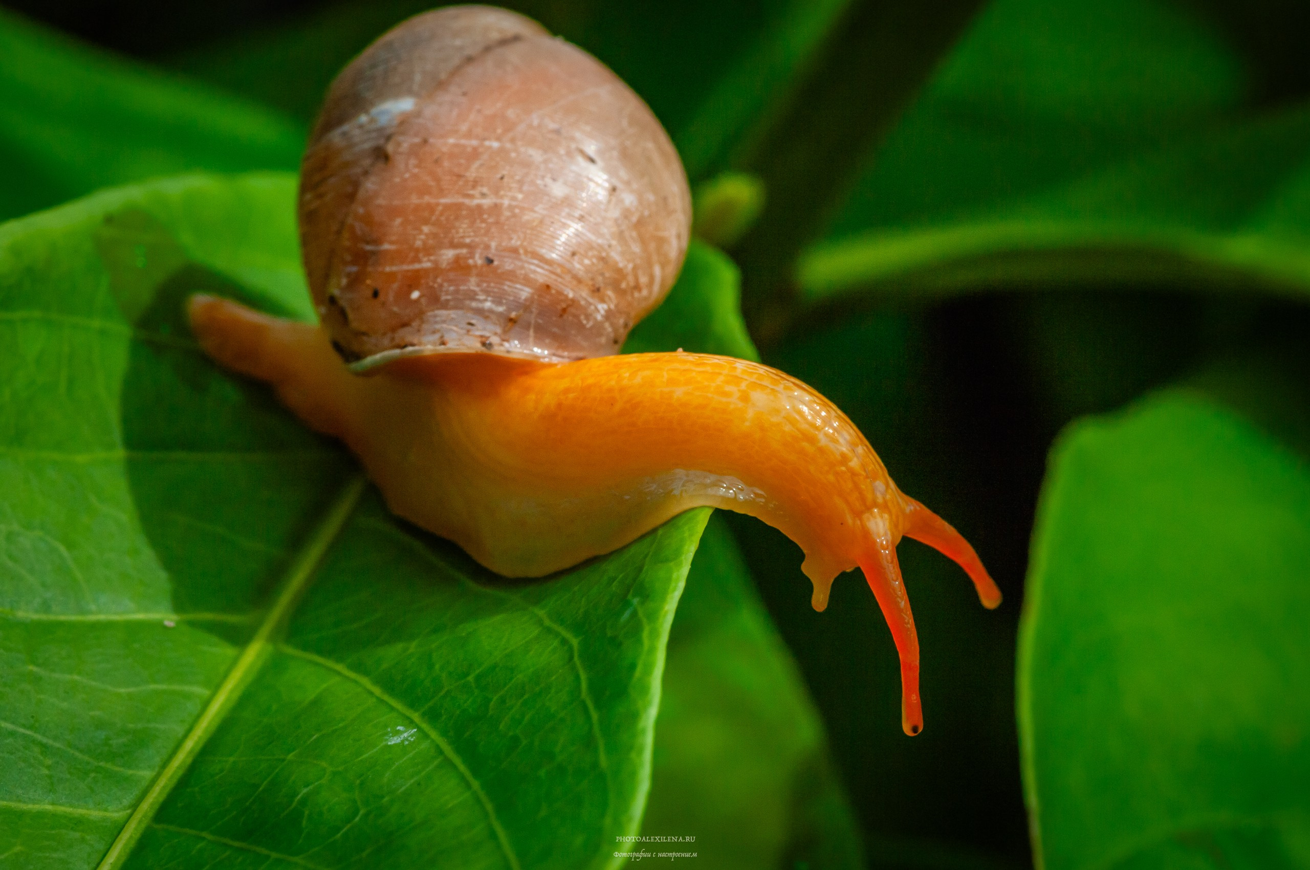 Все оттенки зелёного. Авторские стильные фотокартины