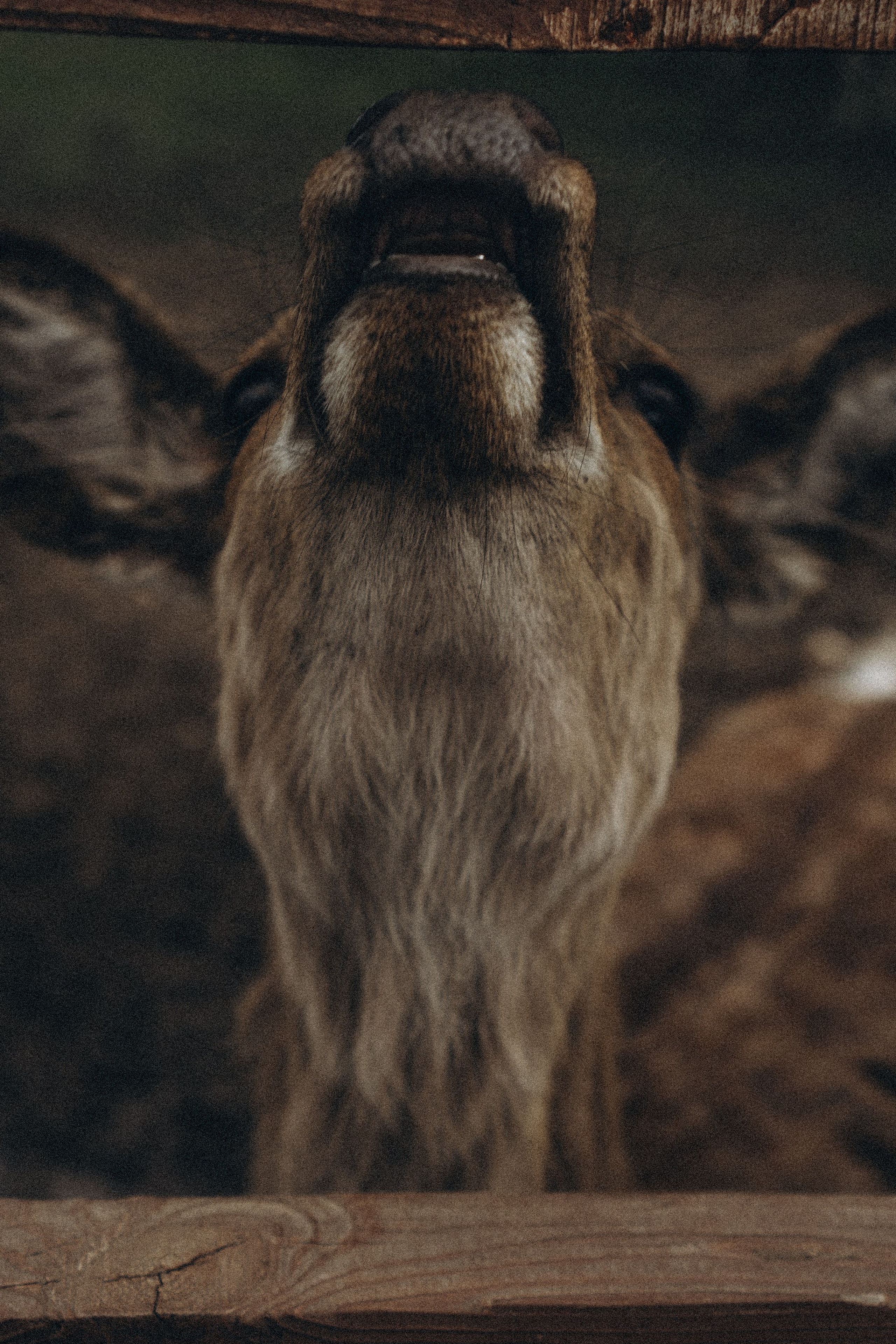 ОЛЕНЬЯ ФЕРМА В ТВЕРИ. Профессиональный фотограф, Санкт-Петербург — Виктория Богомолова