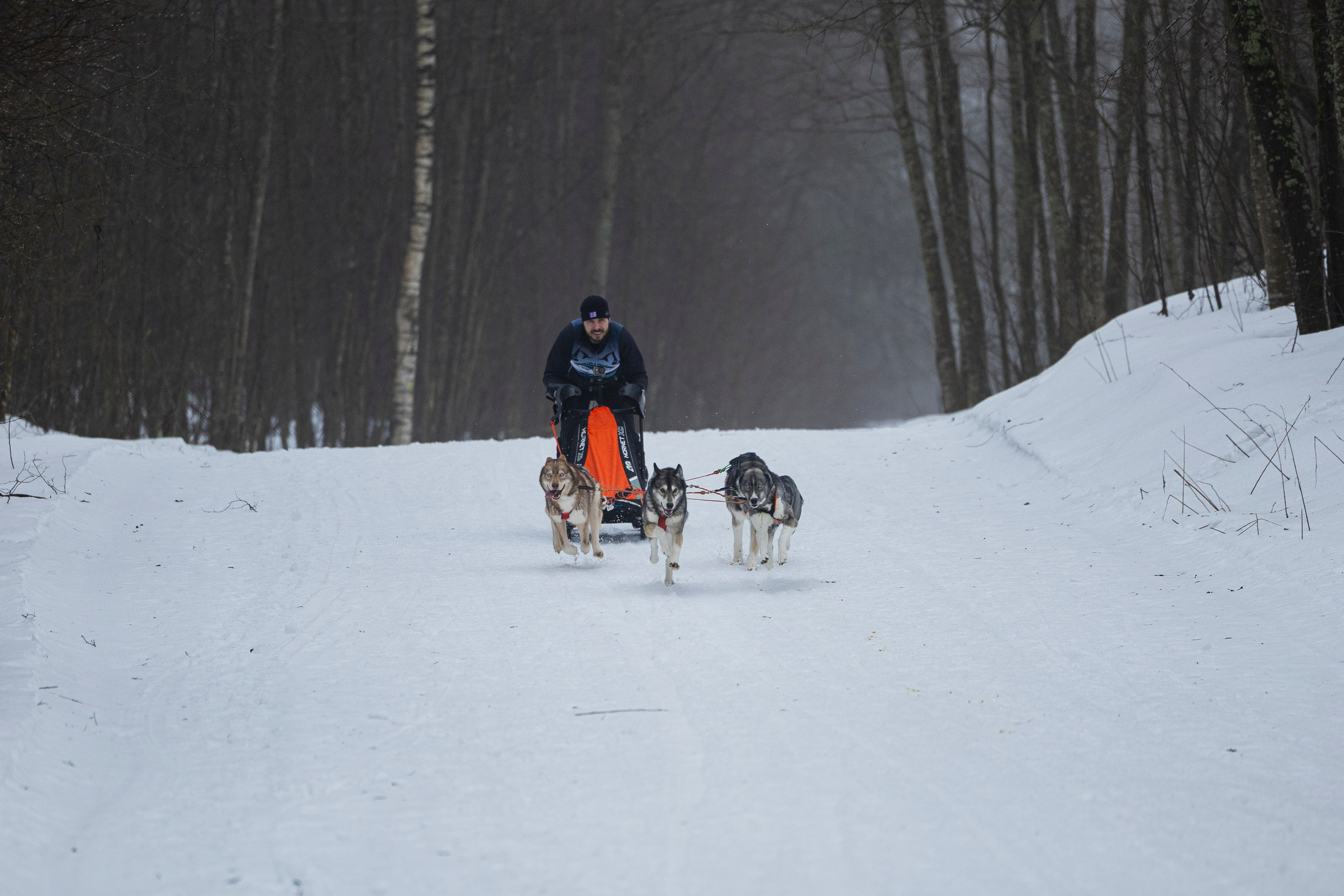 Зимний Чемпионат Санкт-Петербурга по ездовому спорту. Фотограф-анималист Анна Маринич