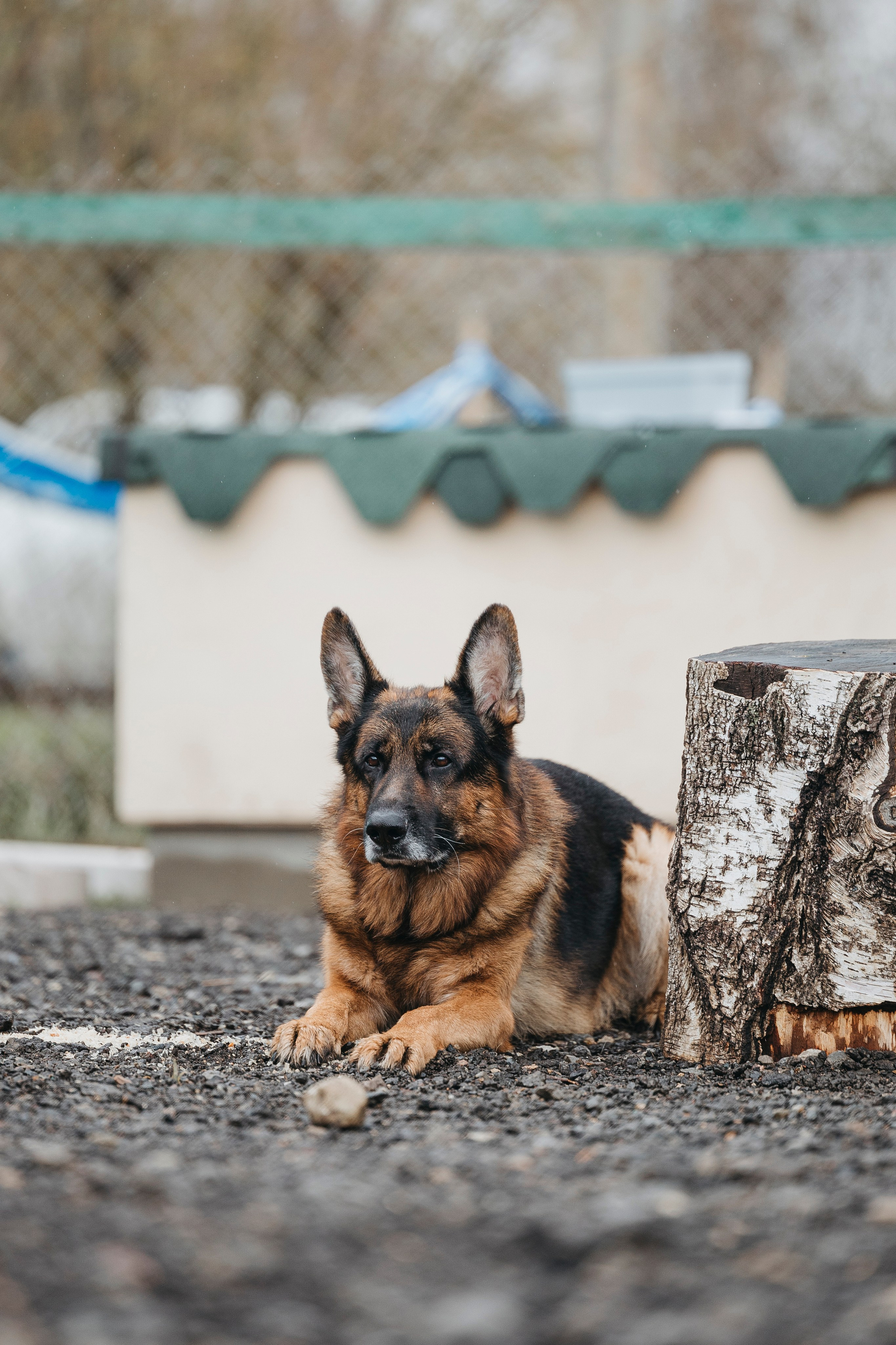 09.05.25 Вологда соревнования. Фотограф-анималист Анна Маринич