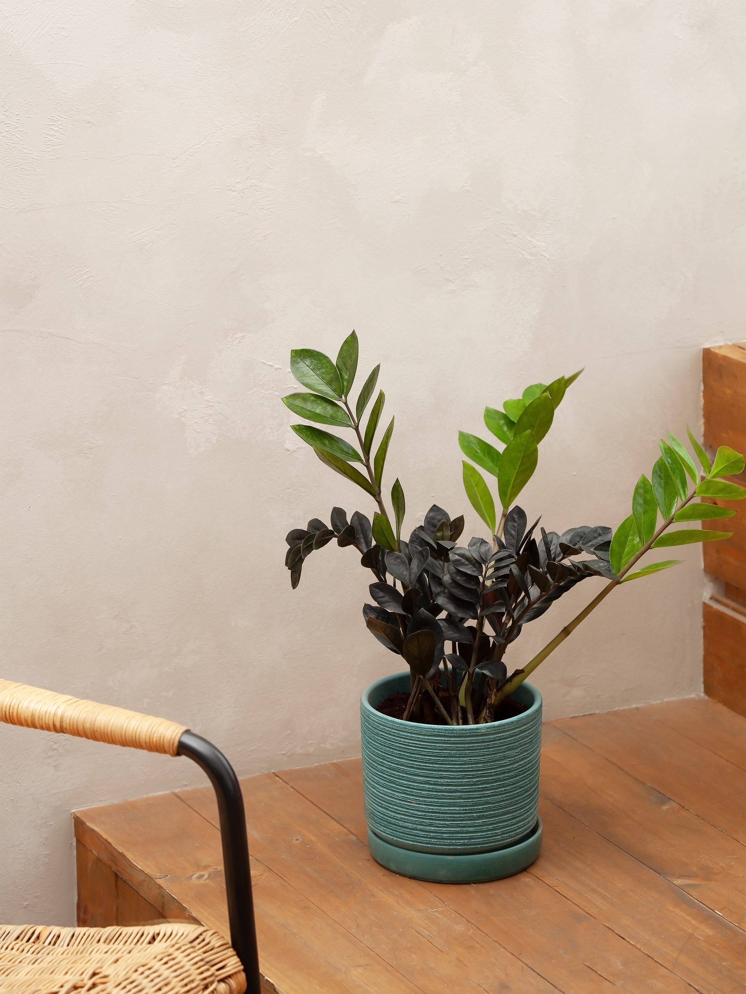 Предметный фотограф Барнаул - Фотосъемка  растений,  интерьерная съемка