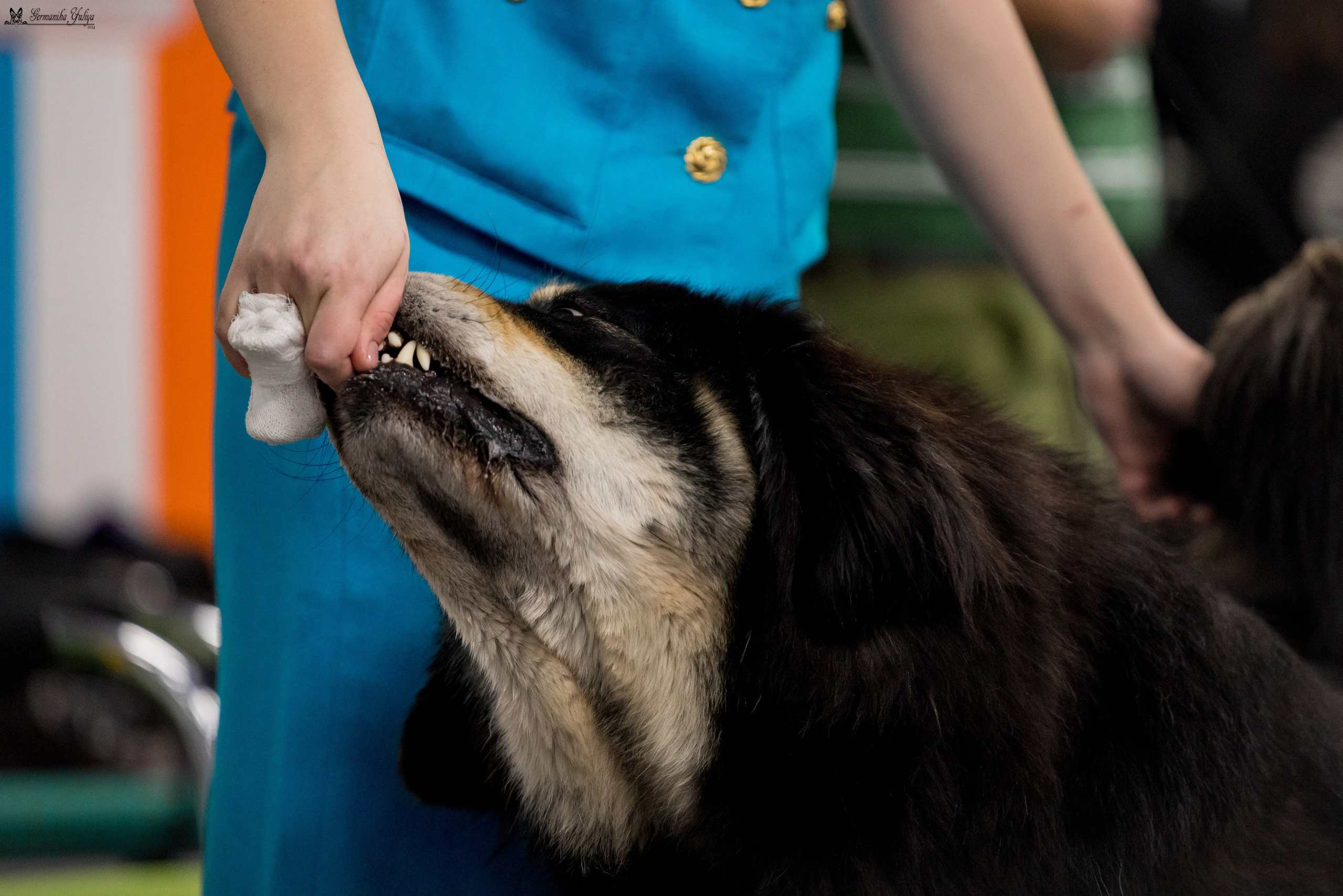 Сфера 28.01. и 4.02.2024. Фотограф-анималист Юлия Германика