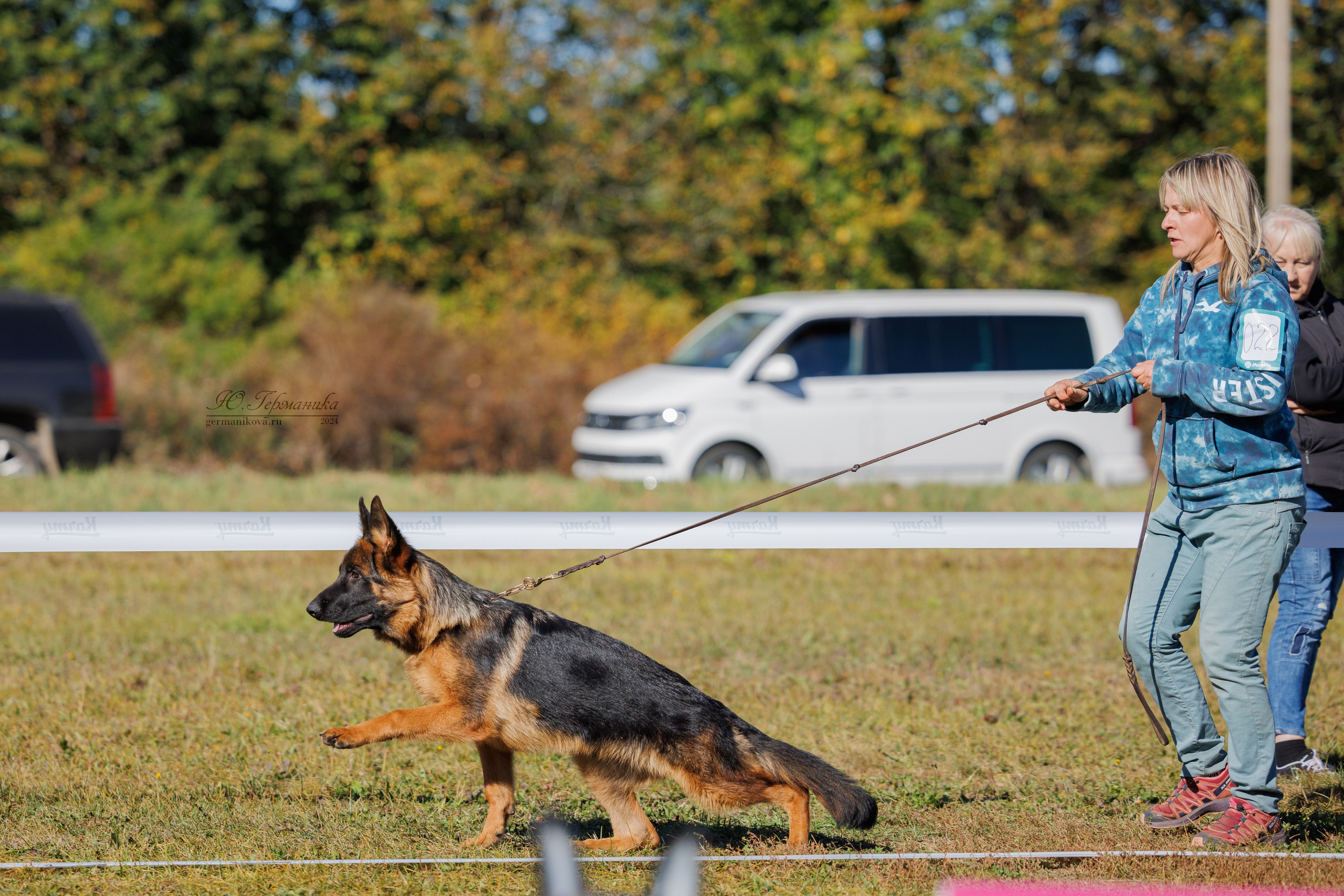 Тверь немецкие овчарки 22.09.2024. Фотограф-анималист Юлия Германика