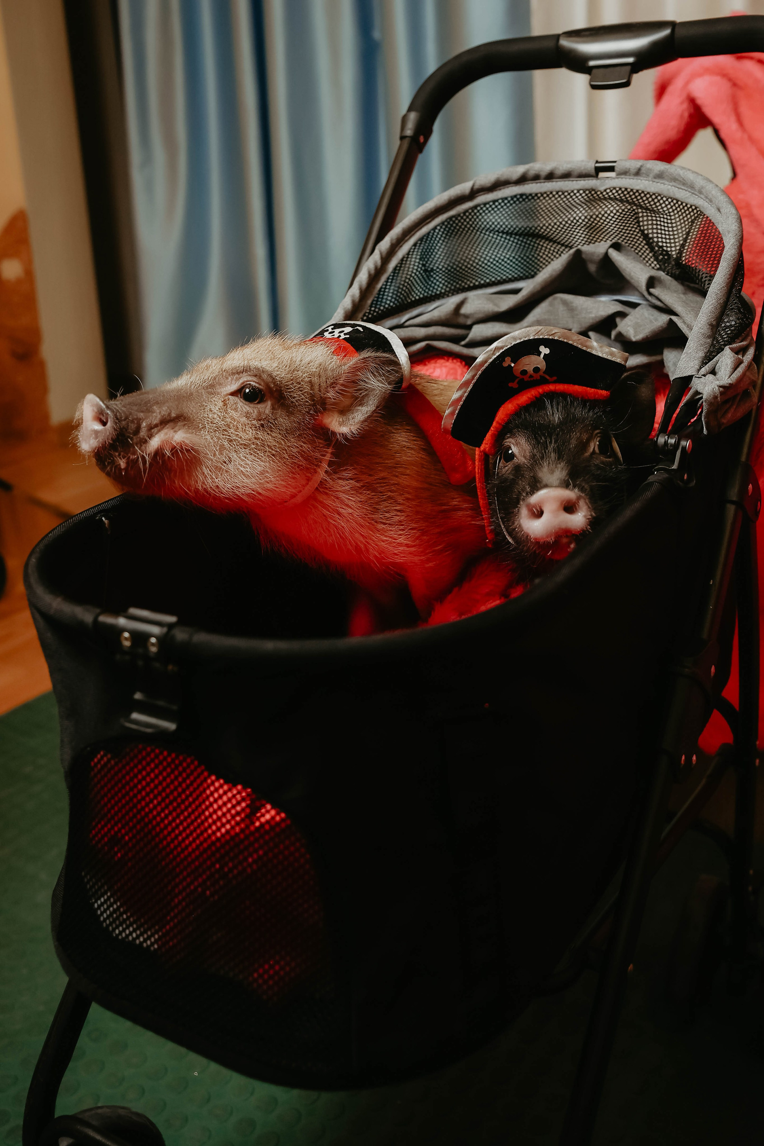 Белле 5 лет. Фотограф в Москве и любой точке земного шара Алёна Вялова (Чулкова)