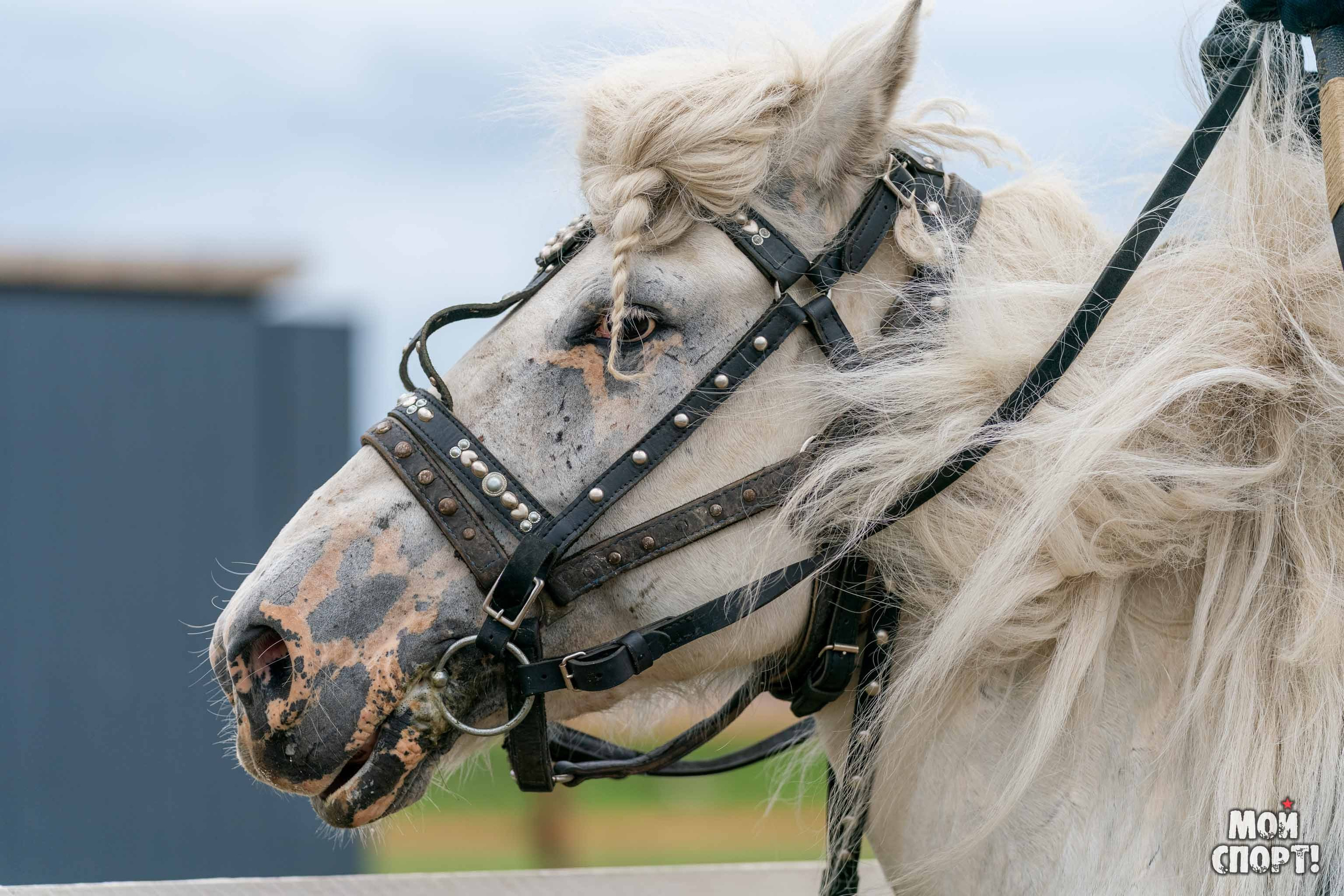 Игры Манчаары 2025. Таатта. Студия «Мой Спорт!» — все о спорте в Якутии