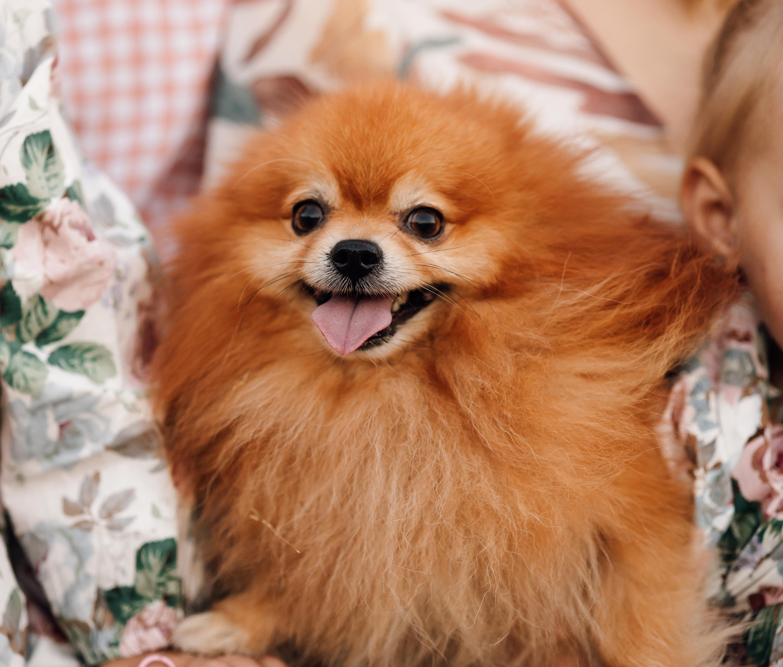 Семья, поле, лето. Marina Shakirova Photography