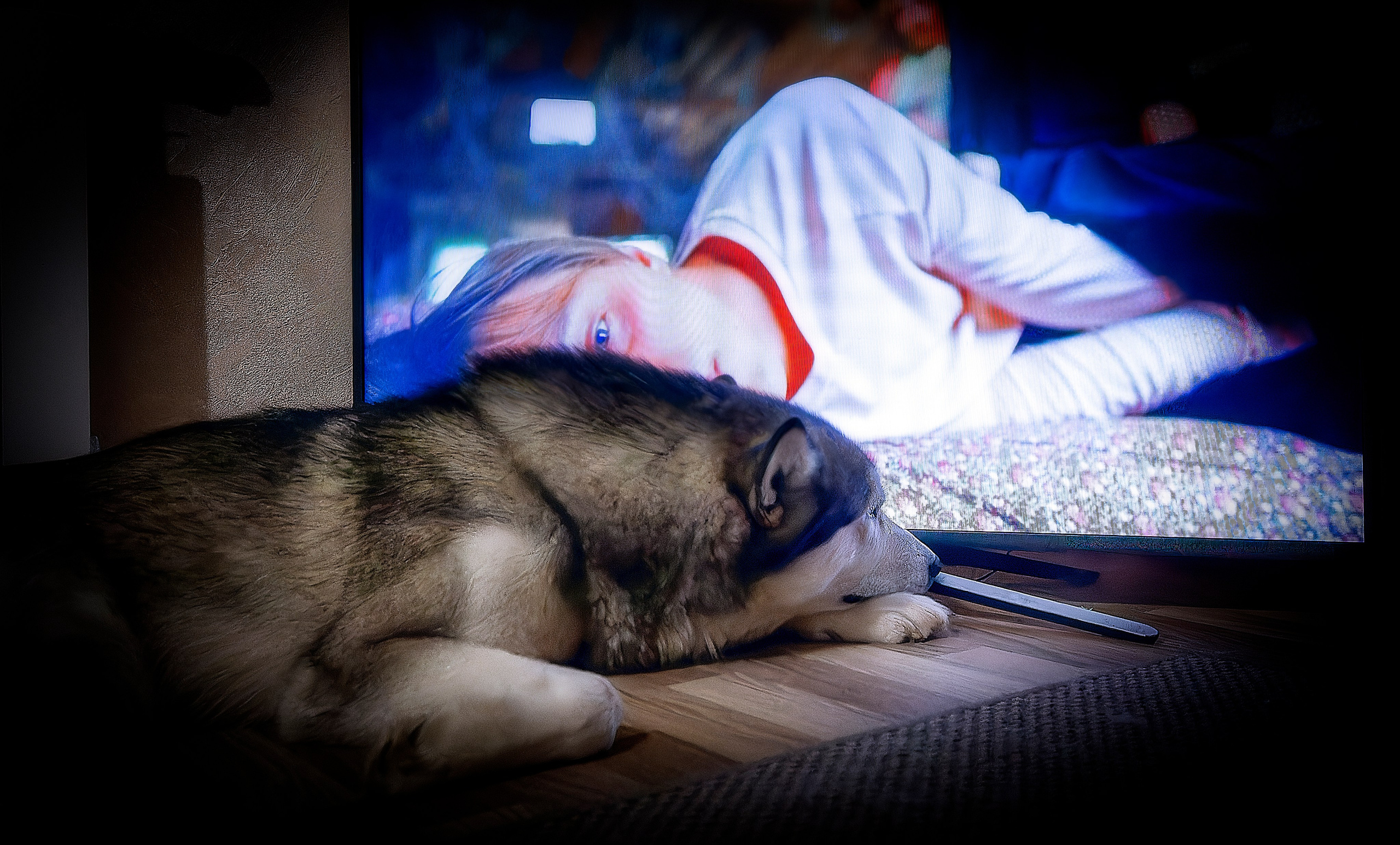 Мои маламуты.Ярик. Лев Постнов.Фотограф. Нижний Новгород