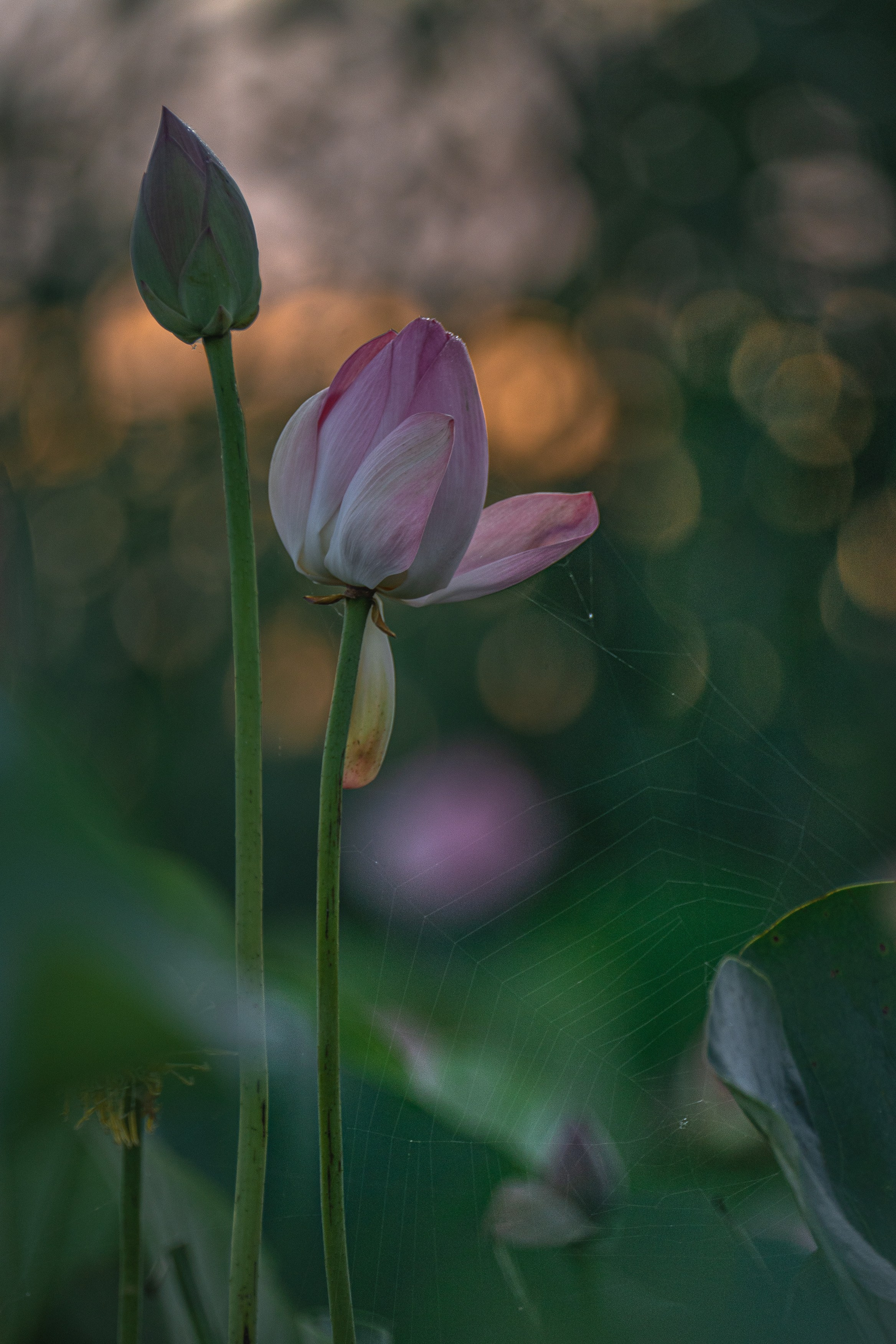 Золотые лотосы. Июль