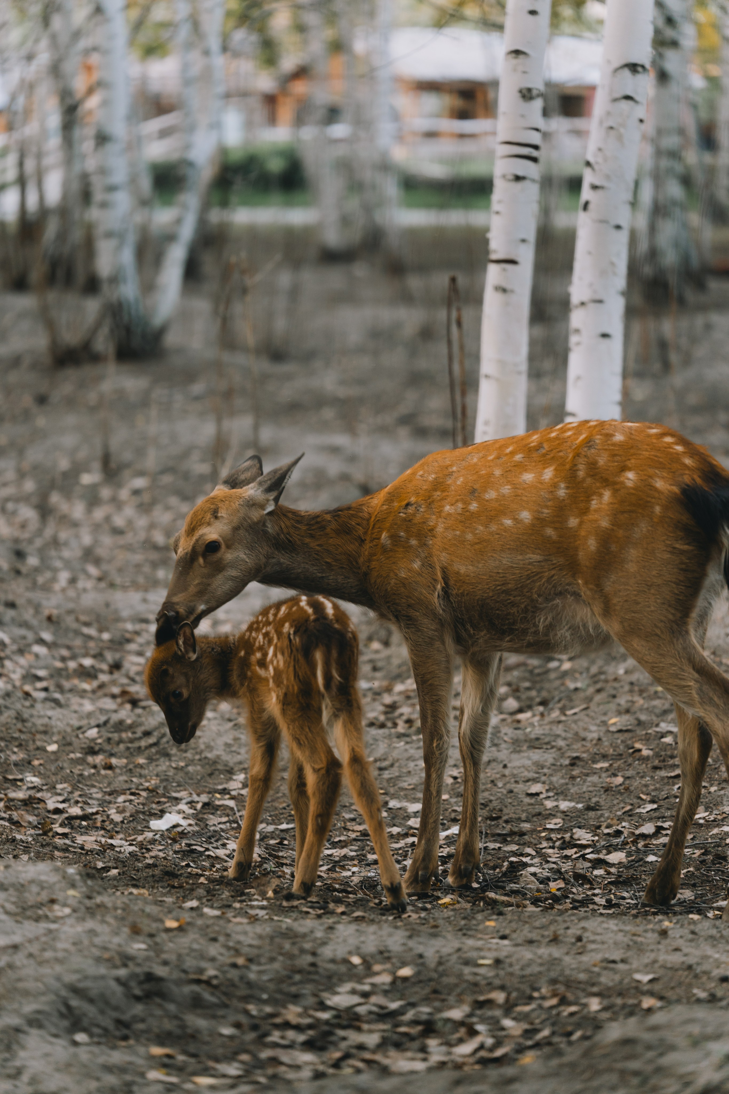 Усть-Каменогорск, Сентябрь 2024