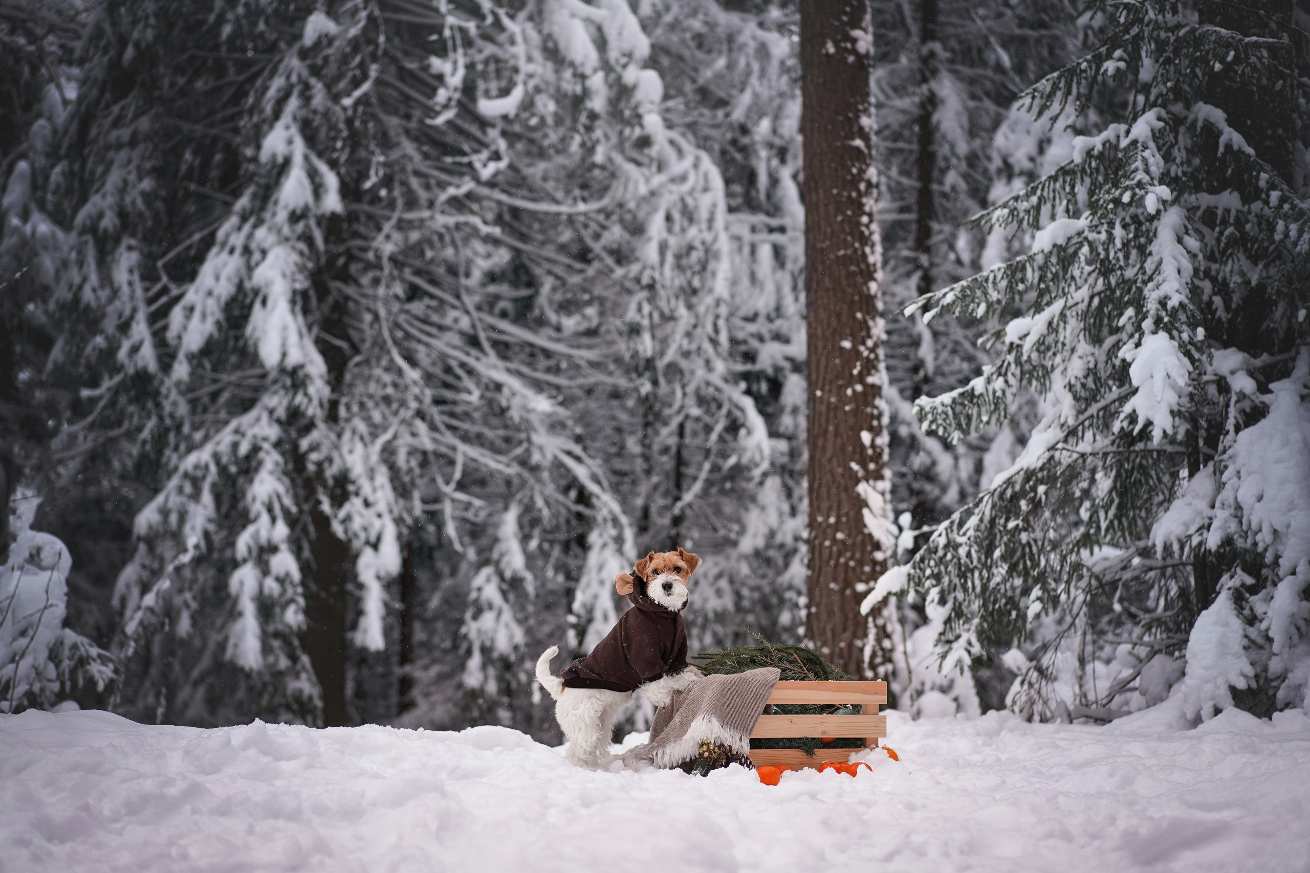 Люба и Тося. Фотограф-анималист в Санкт-Петербурге Яна Мартынова