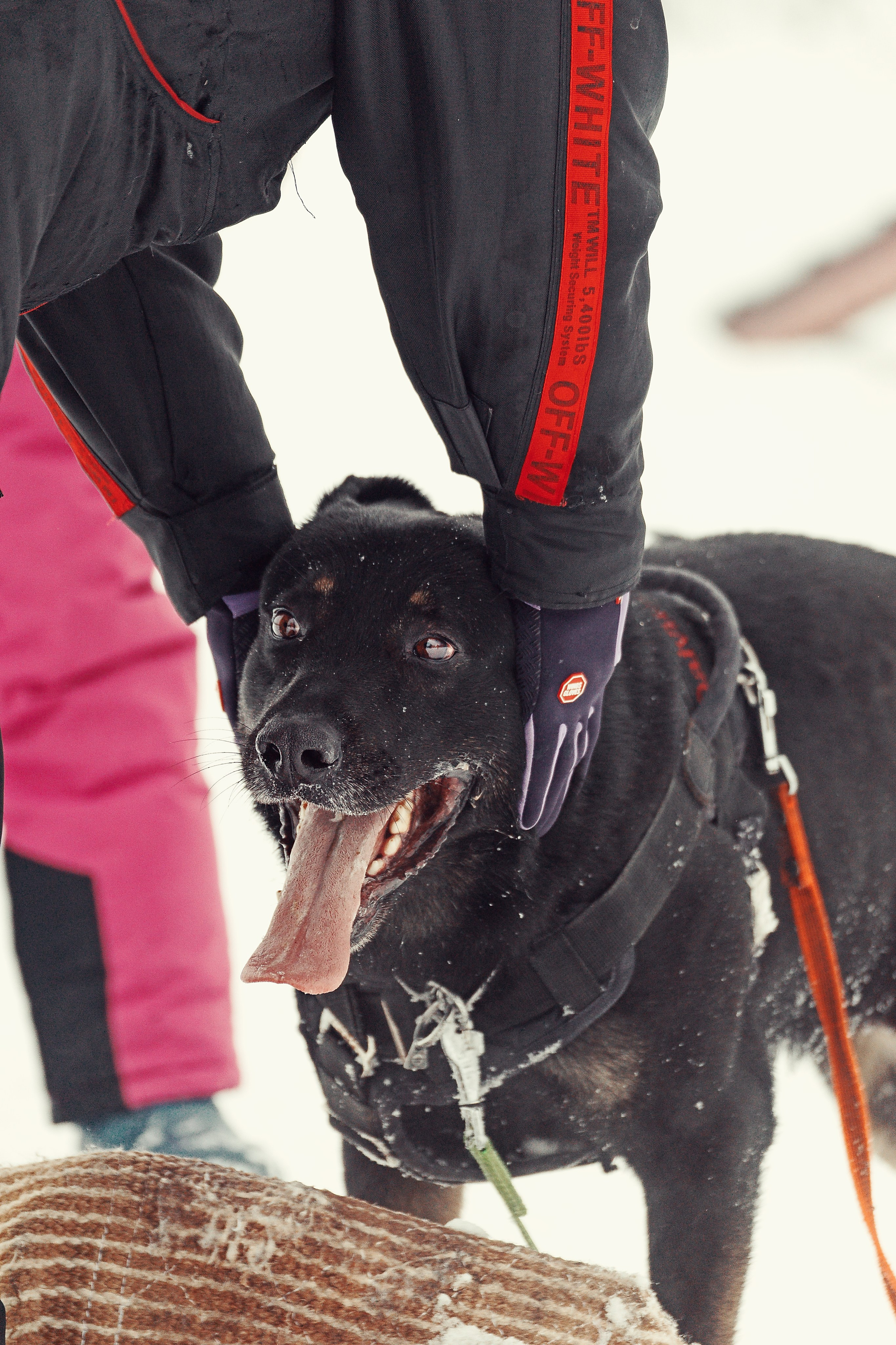 Репортажная съемка. Фотограф-анималист Нижний Новгород