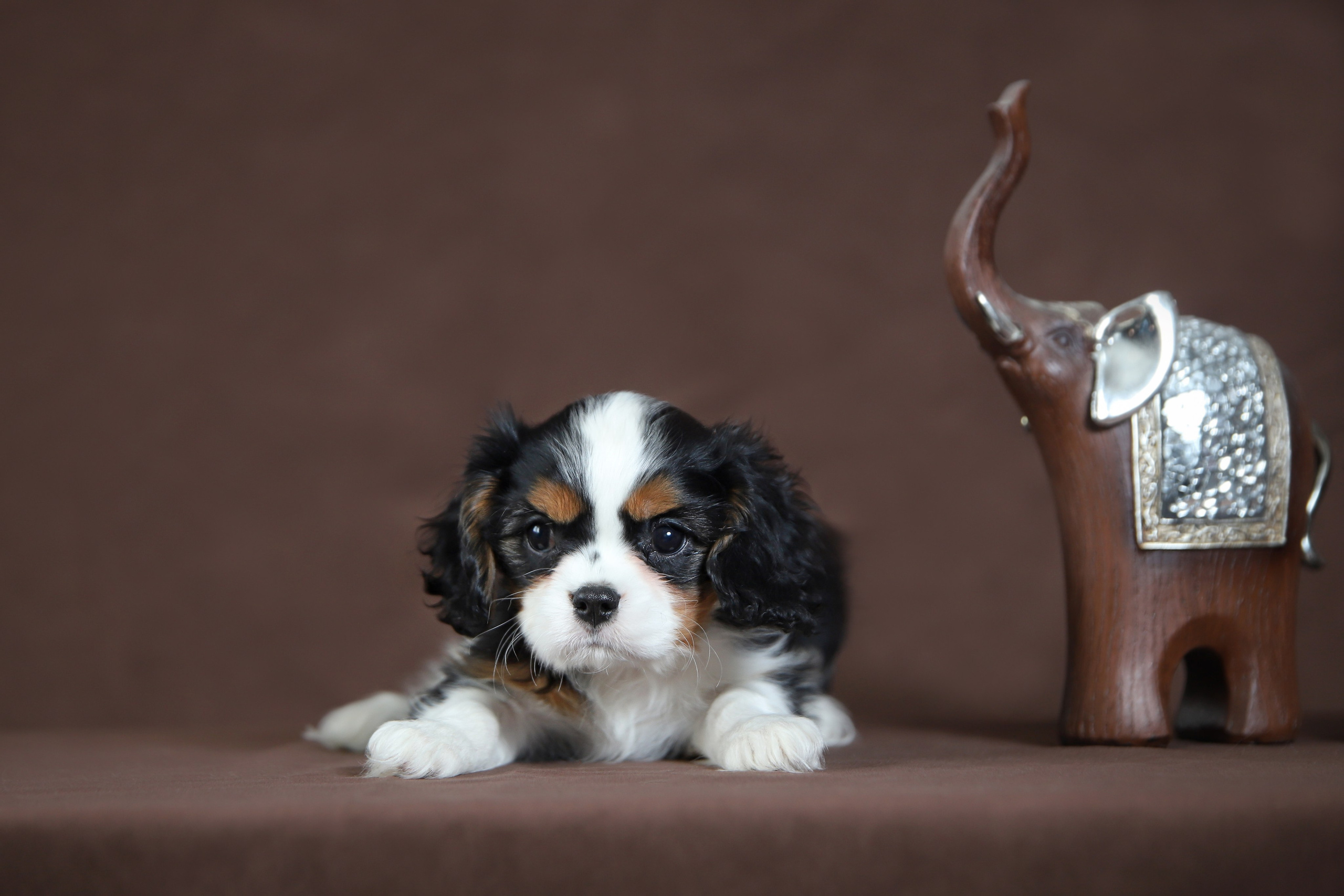 КАВАЛЕР КИНГ ЧАРЛЬЗ СПАНИЕЛЬ. Юлия Микульская. Рыбинск