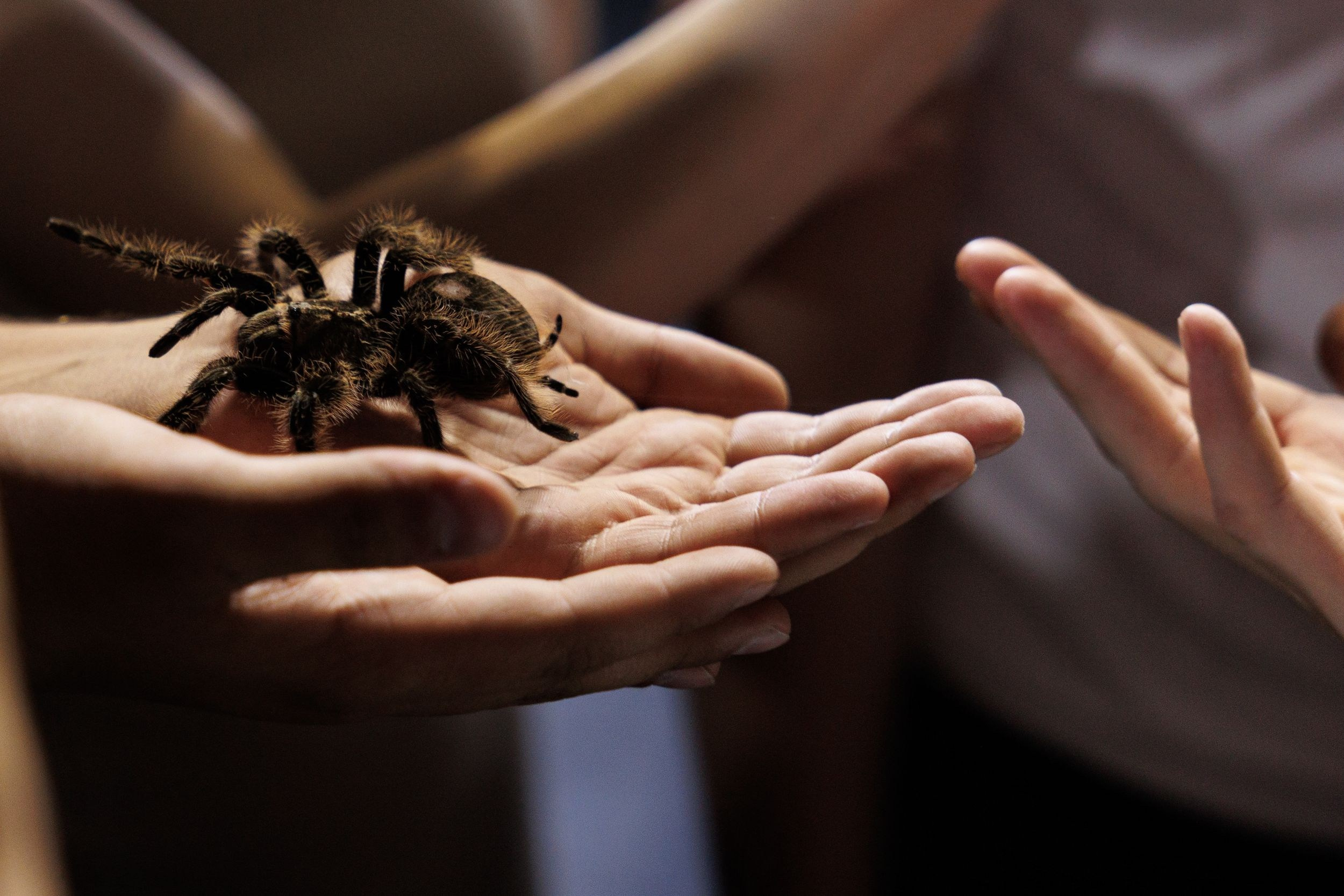 Простота и элегантность. Свадебное агентство «MarWedding»