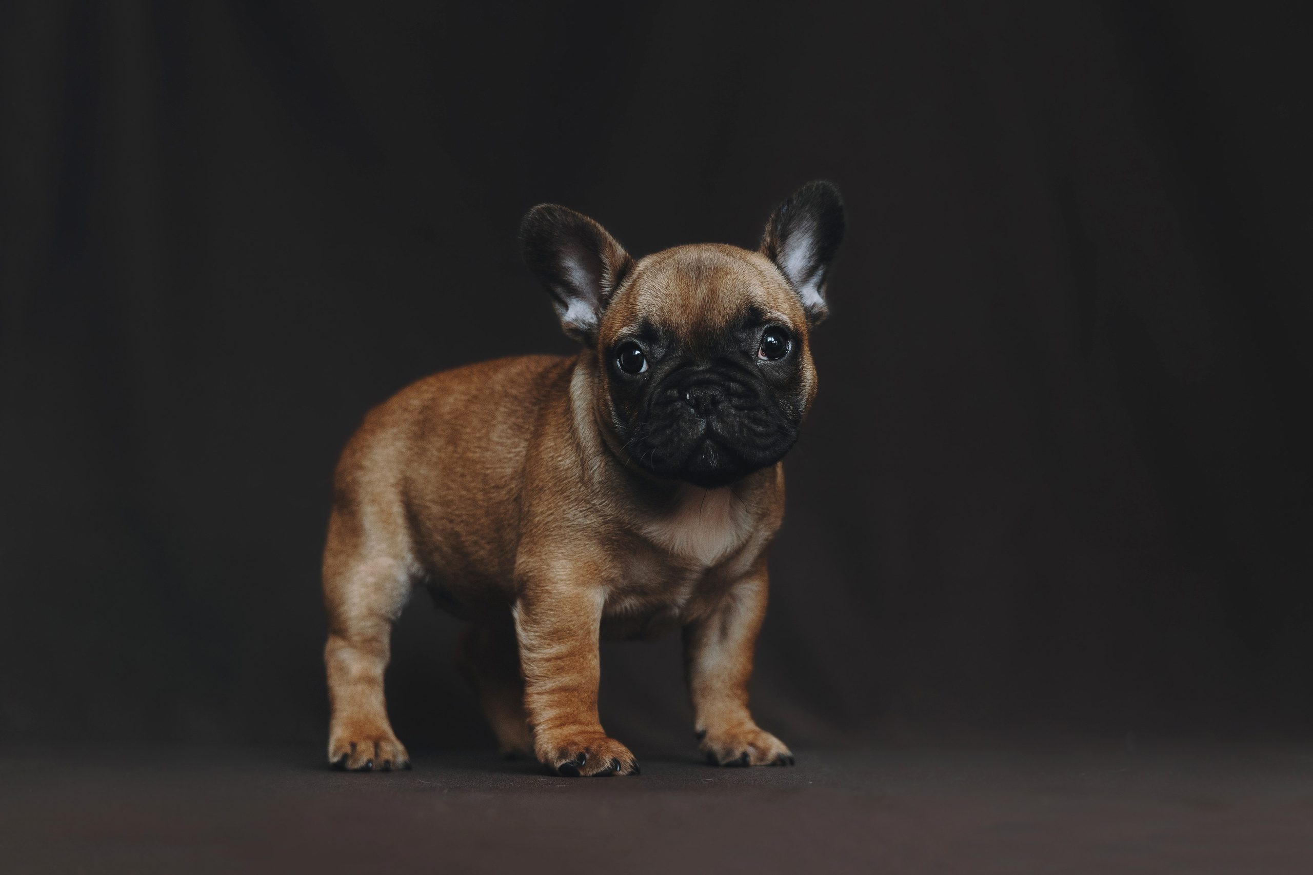 Щеночки. Фотограф — анималист Владивосток, Алина