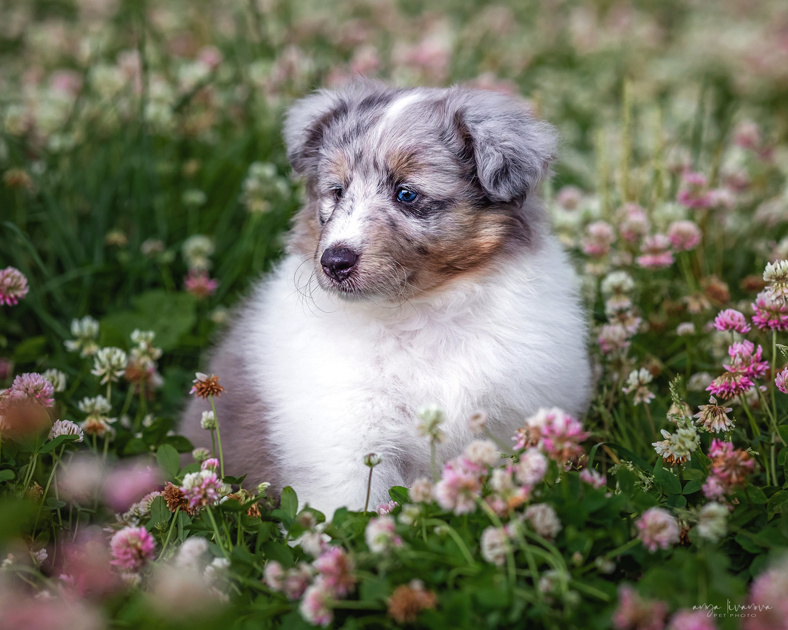 Шелти. Фотограф анималист Аня Ливанова | Рыбинск