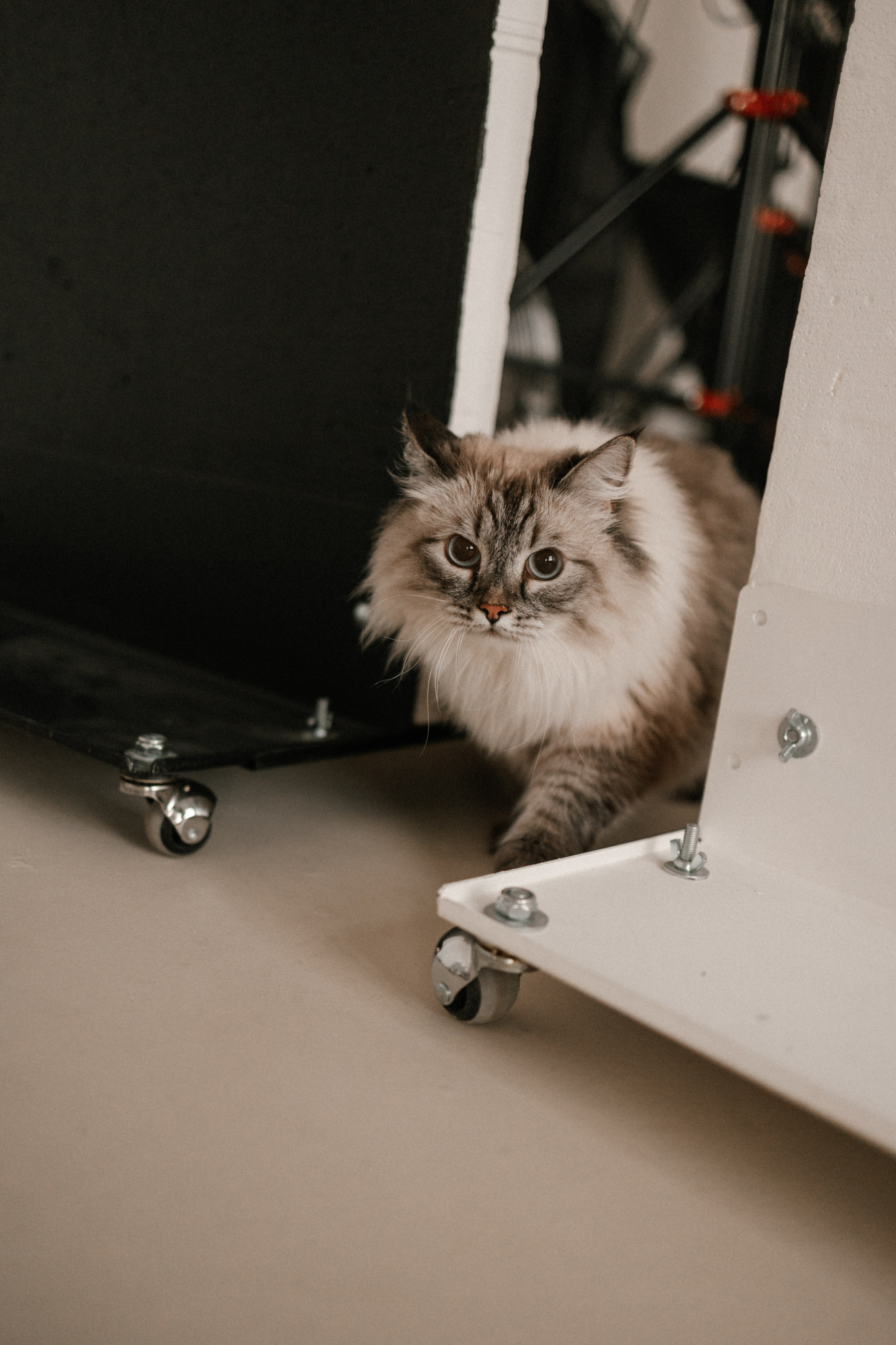 Камилла и ее девочки. Фотограф — Анималист | Санкт-Петербург