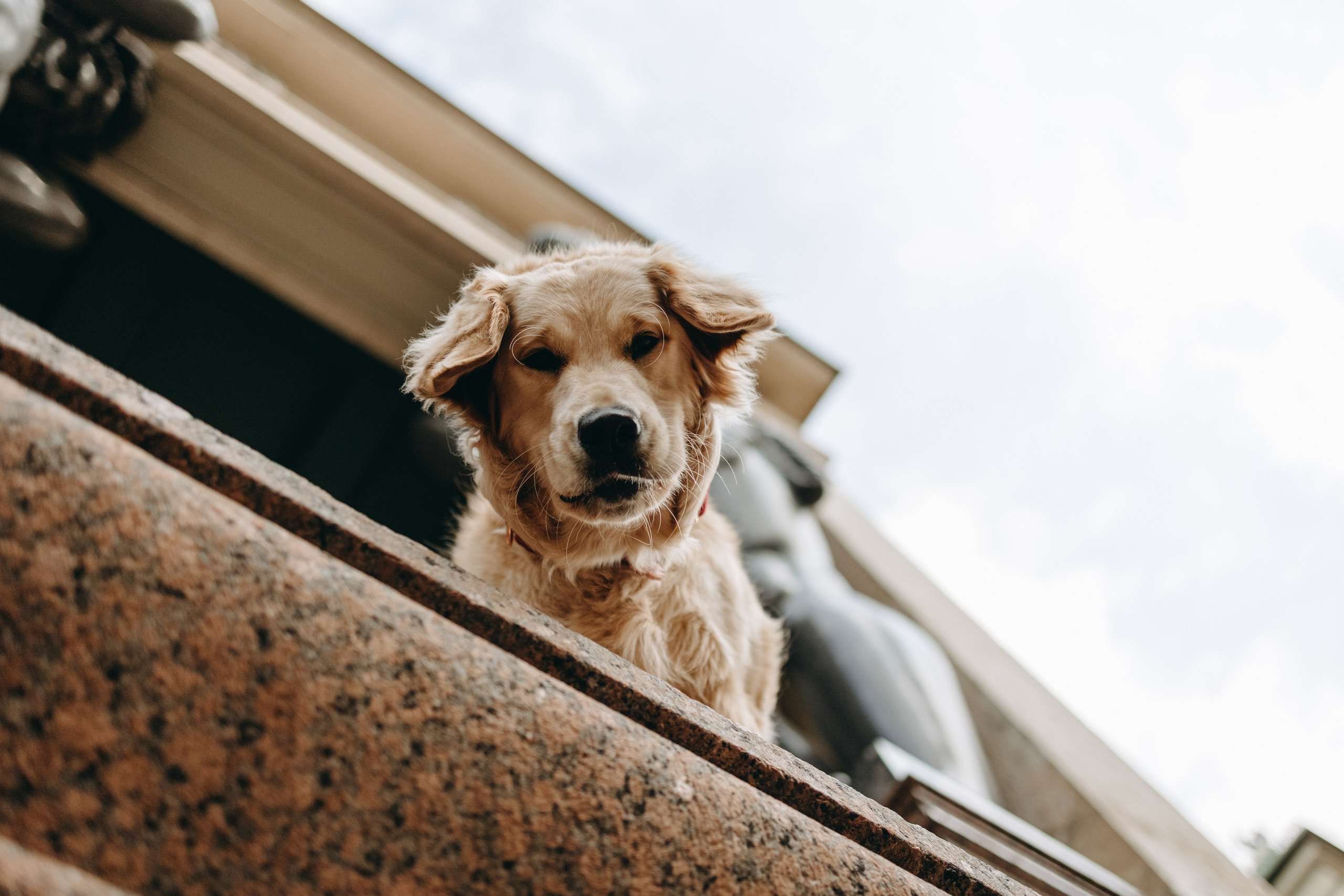 Бетти и ее семья. Фотограф — Анималист | Санкт-Петербург