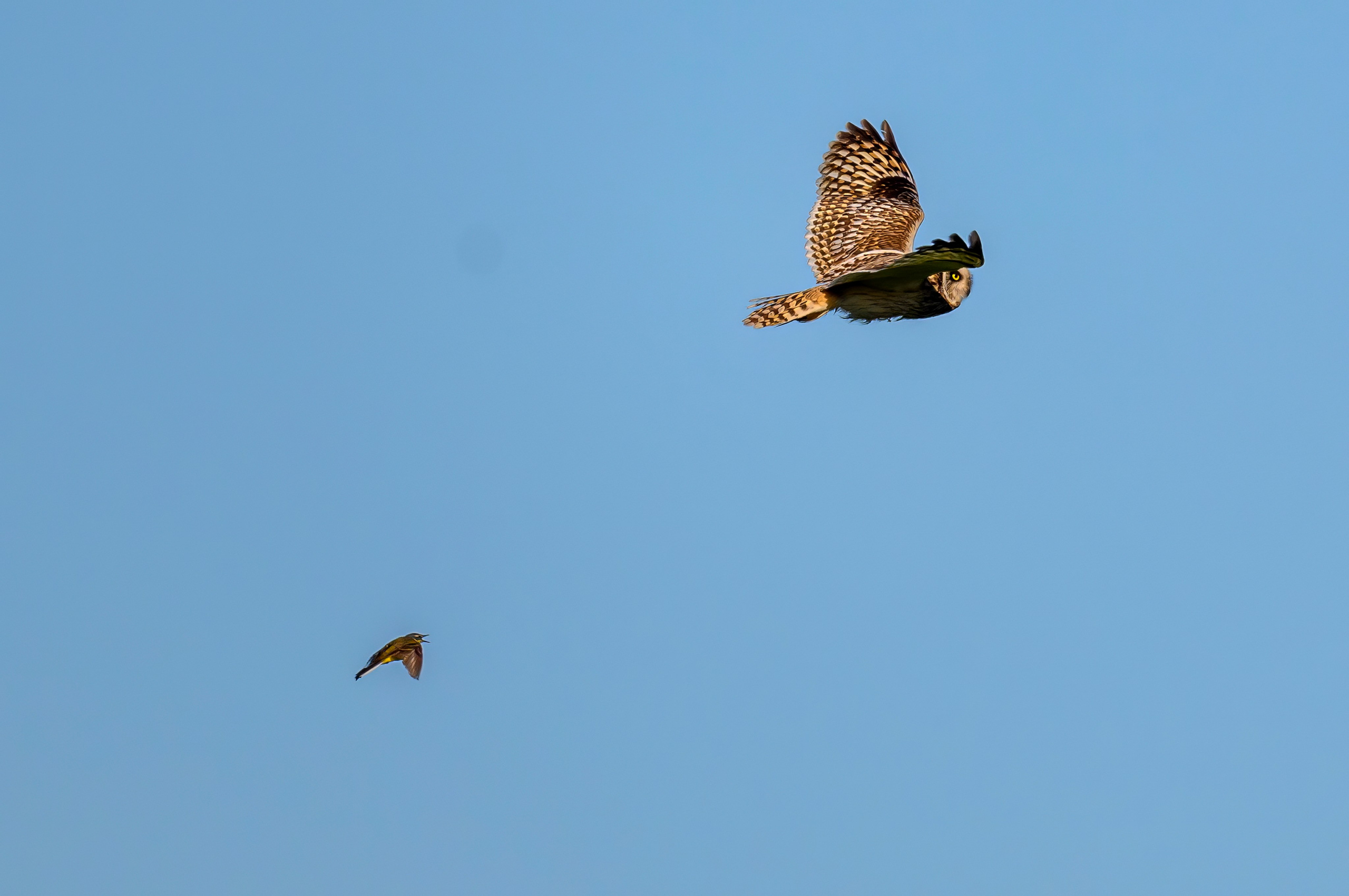 Short eared owl. Wildlife photography by Sergey Puponin