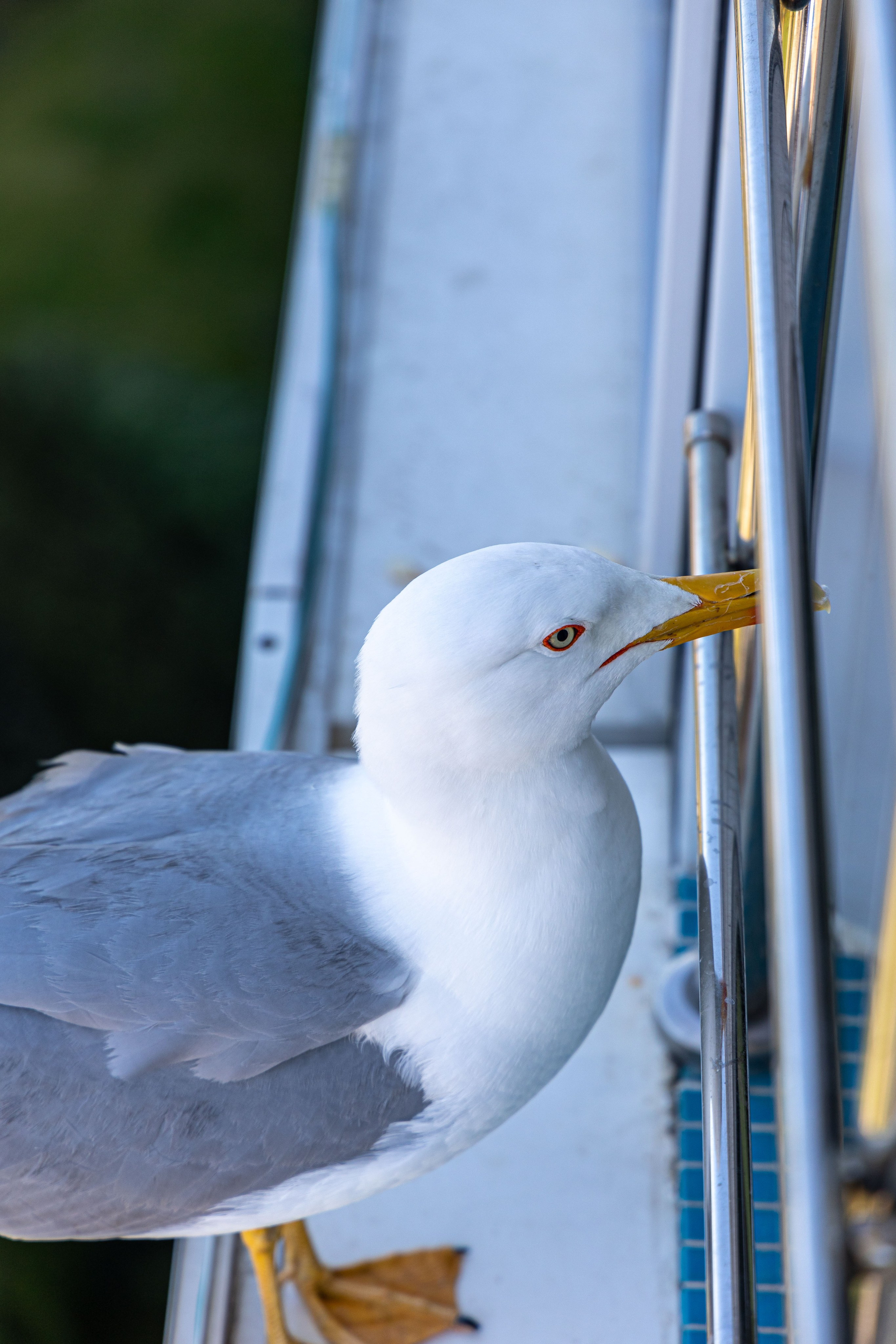 Фотограф Татьяна Марсуверских г. Жуковский, Москва и Мо. Репортажные съёмки, фотосессии,  фотограф анималист, фотосъёмка животных. Фотограф для маркетплейсов, фотоуслуги в Жуковском Татьяна Марсуверских