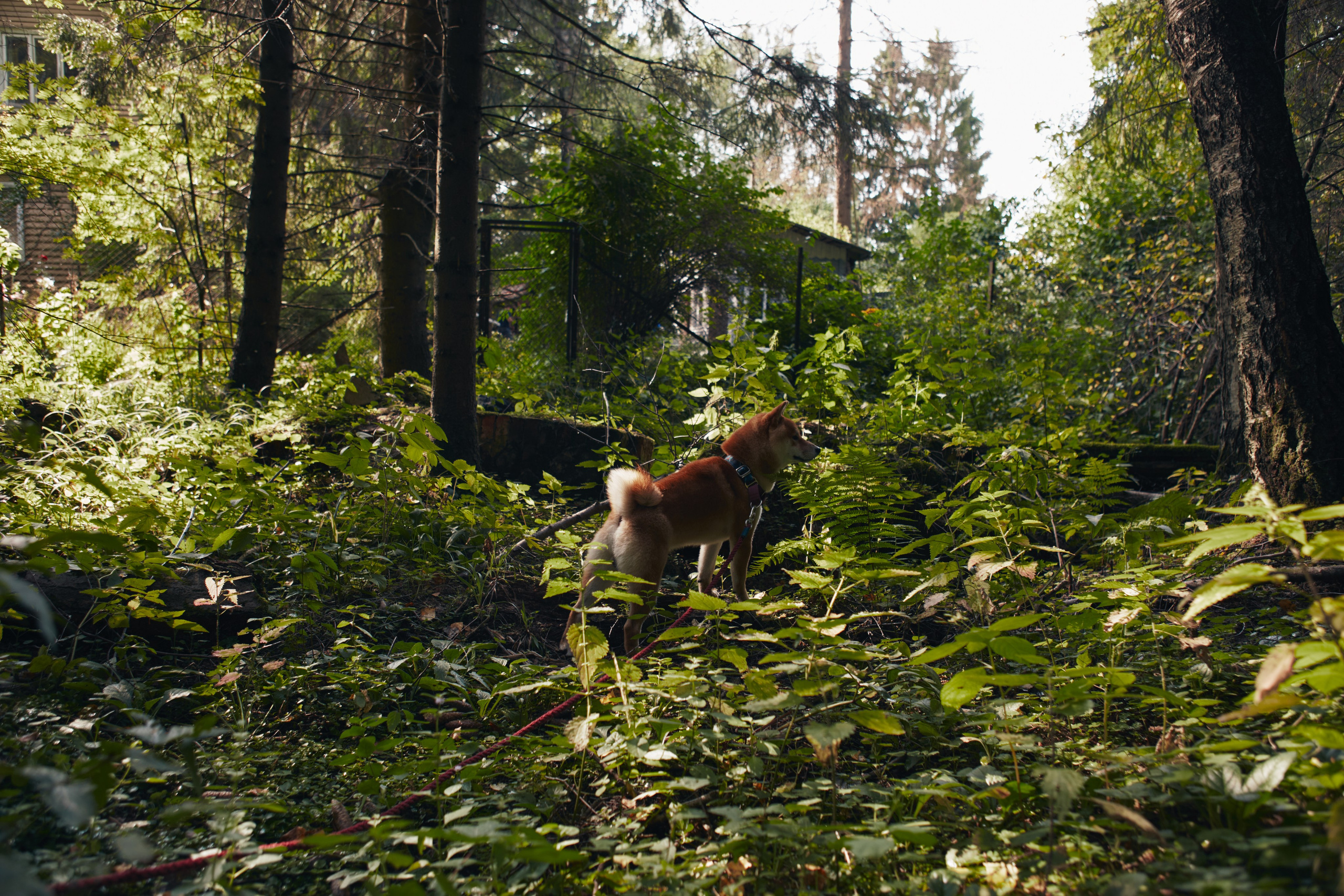 Katya & Rokki. Portrait, family and pet photographer in Cyprus, Ksenia Bourdelle