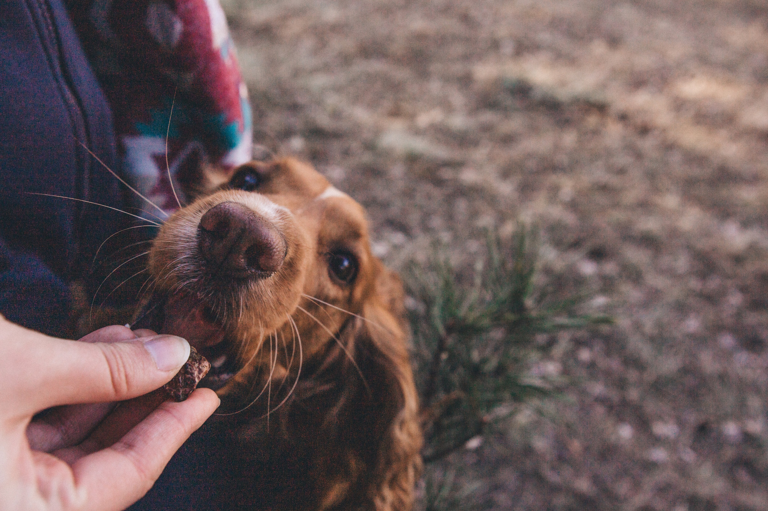 Julia & Jessie. Portrait, family and pet photographer in Cyprus, Ksenia Bourdelle