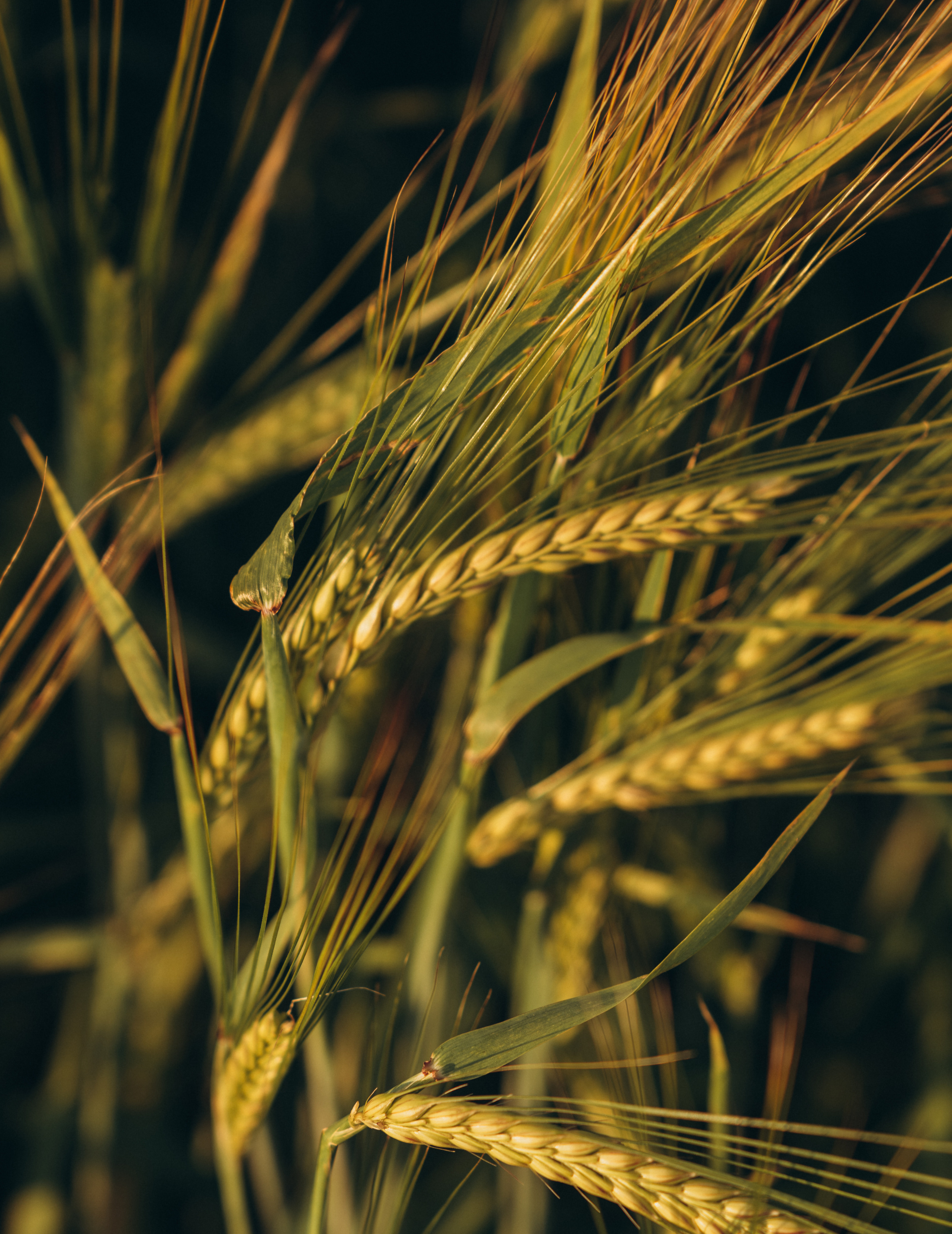 Пшеничные поля. Ваш фотограф Вика Артемова