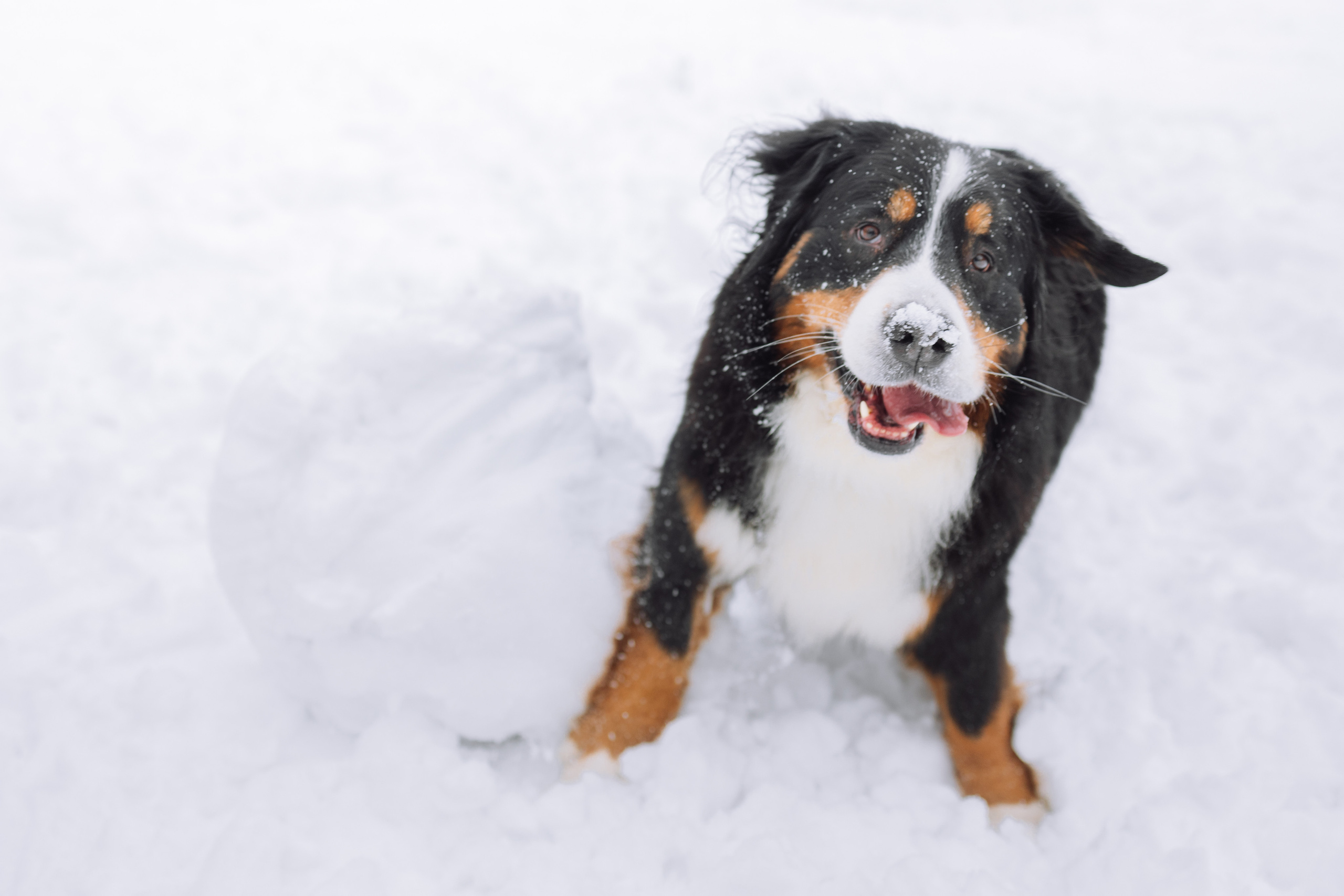 Софья и Баста. Фотограф Ирина Астор