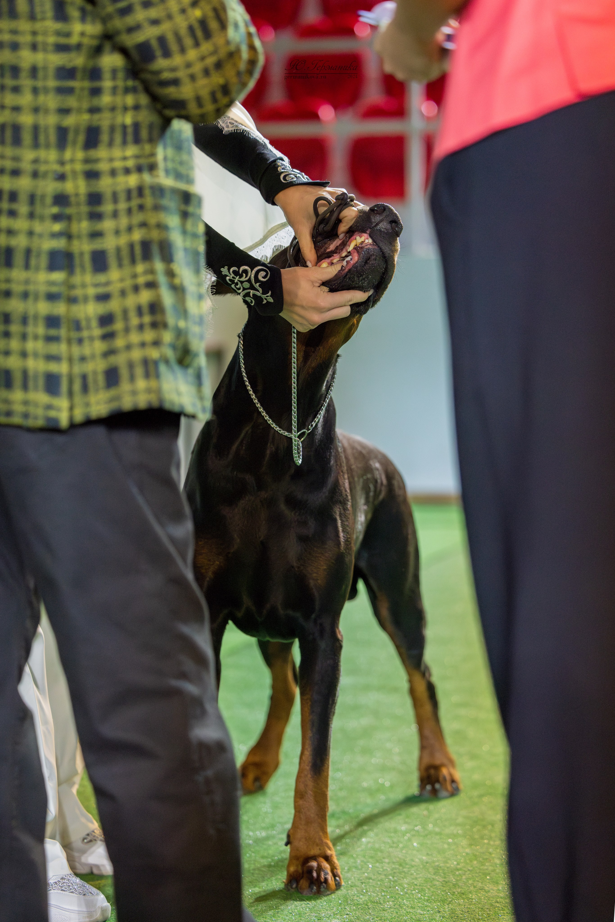 Грузия,Телави 2хCACIB 19-20.10.2024. Фотограф-анималист Юлия Германика