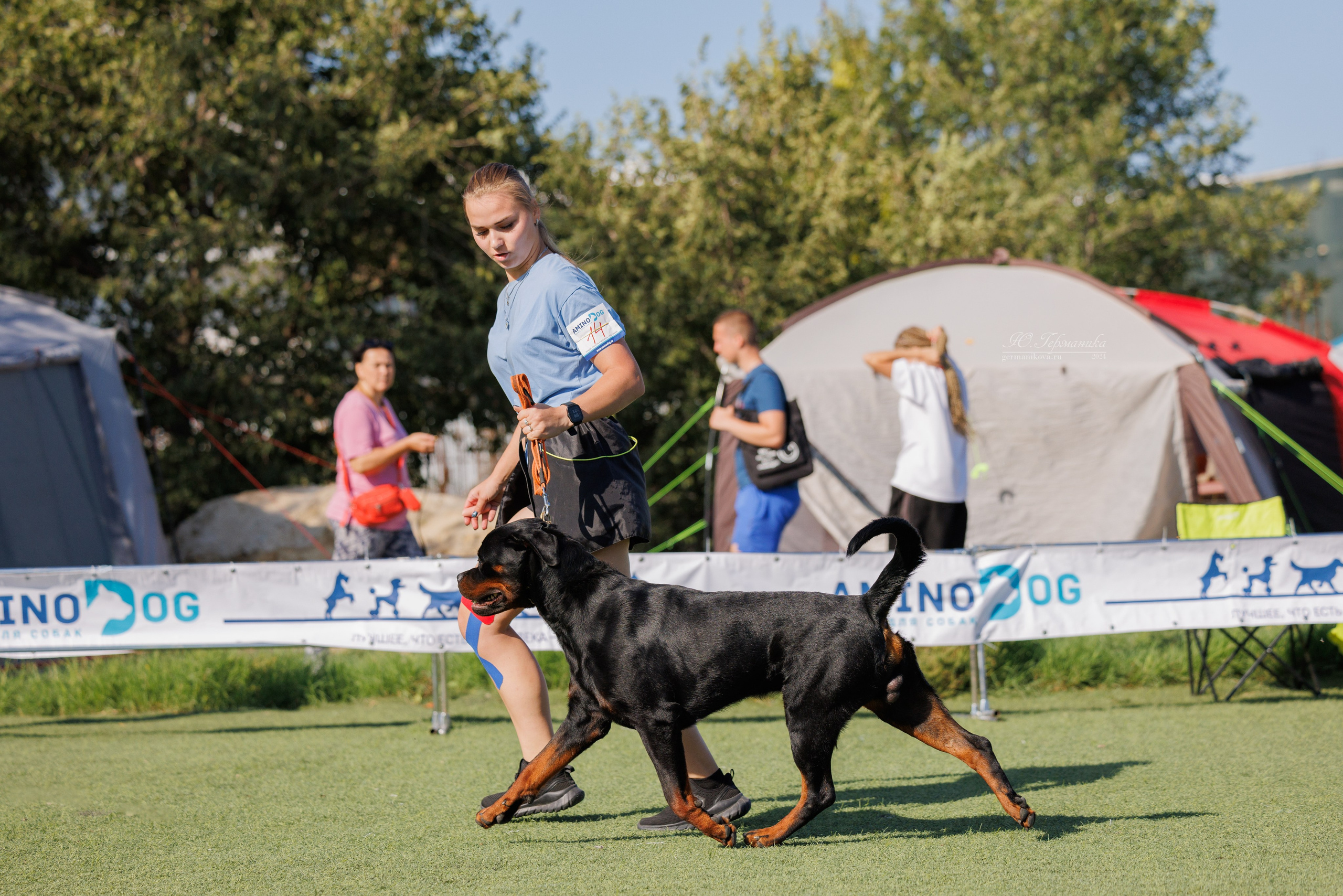 Анапа ротвейлеры 14-15.09.2024. Фотограф-анималист Юлия Германика