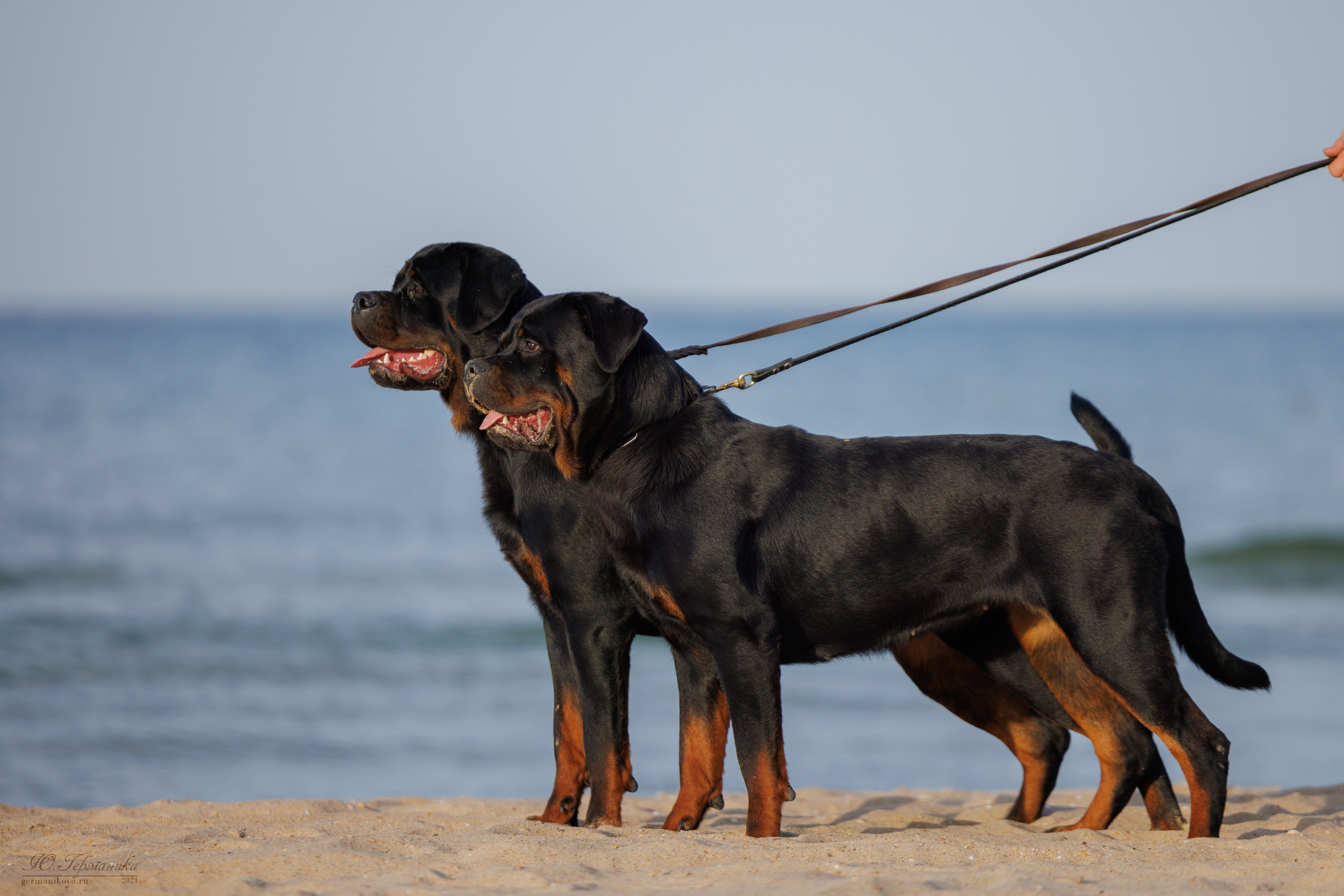 Свободная съемка. Фотограф-анималист Юлия Германика