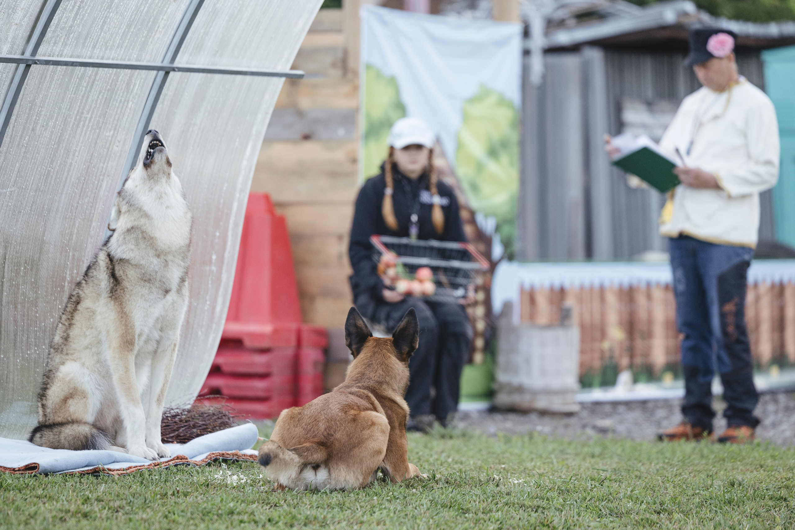 08.08.25-10.08.25 ЧР по мондьорингу г. Вологда. Фотограф-анималист Анна Маринич