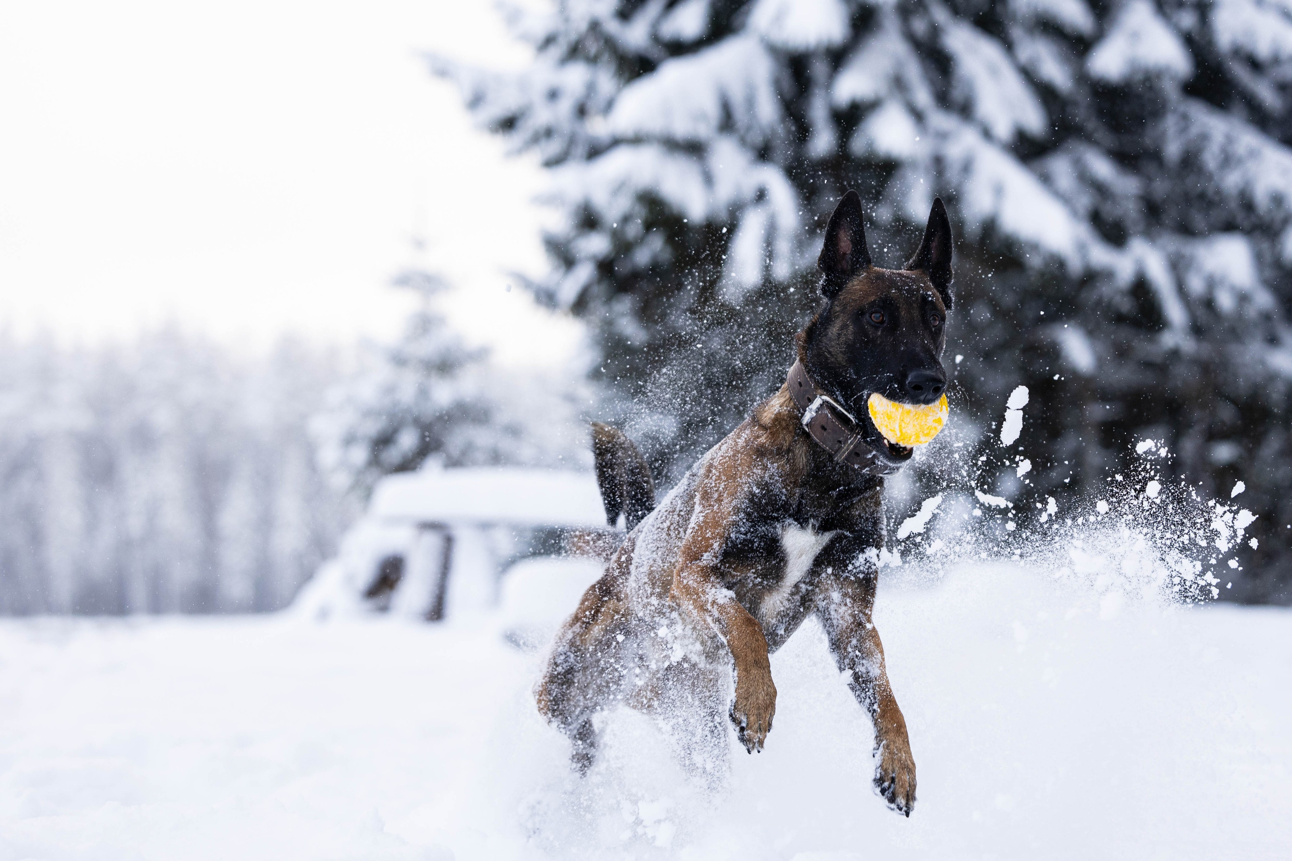 Раш. Фотограф-анималист Анна Маринич
