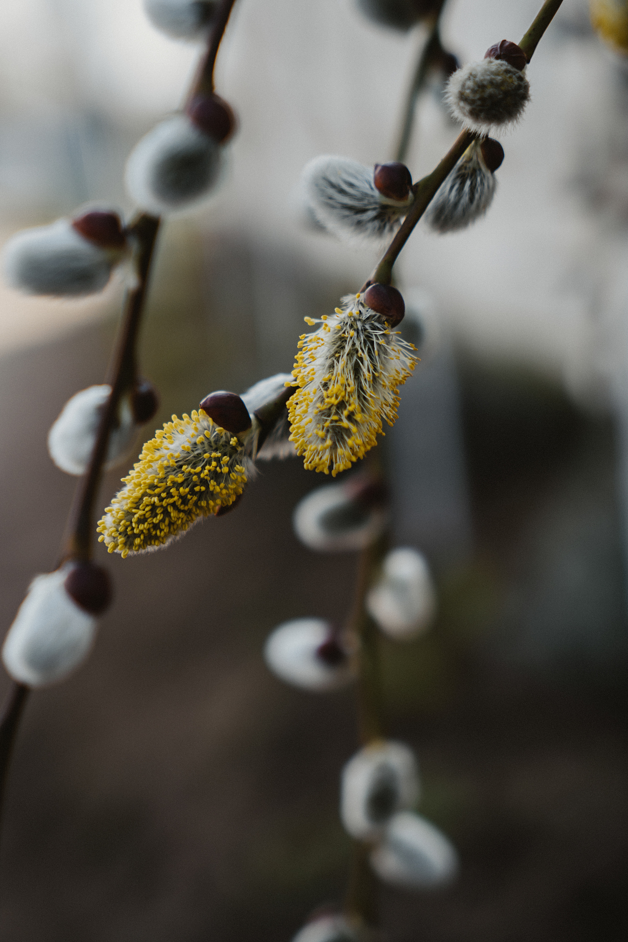 Зелень. Свадебный и семейный фотограф/видеограф в Краснодаре Наталья Осинская