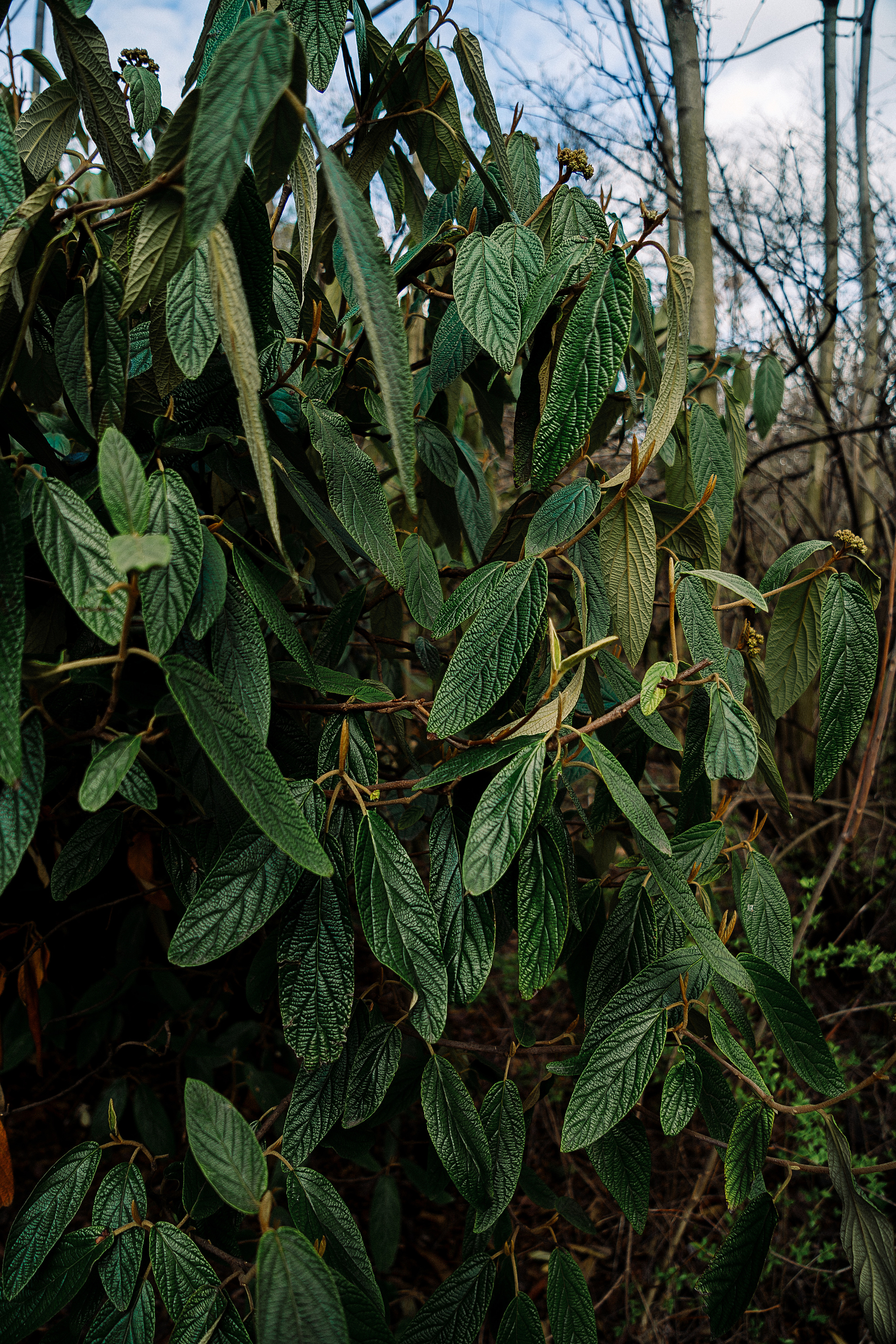 Зелень. Свадебный и семейный фотограф/видеограф в Краснодаре Наталья Осинская